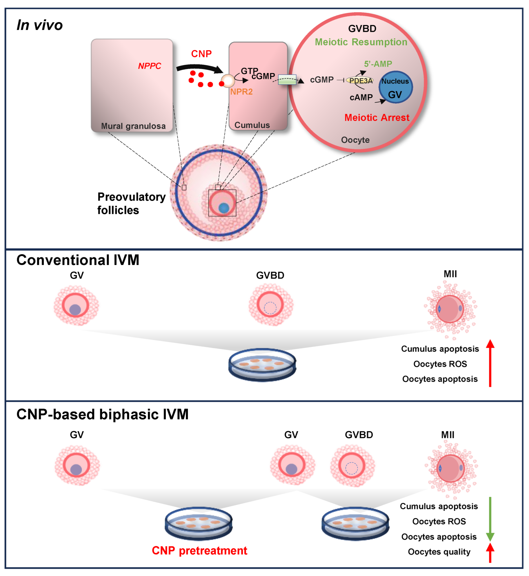 Genes 14 01885 g008