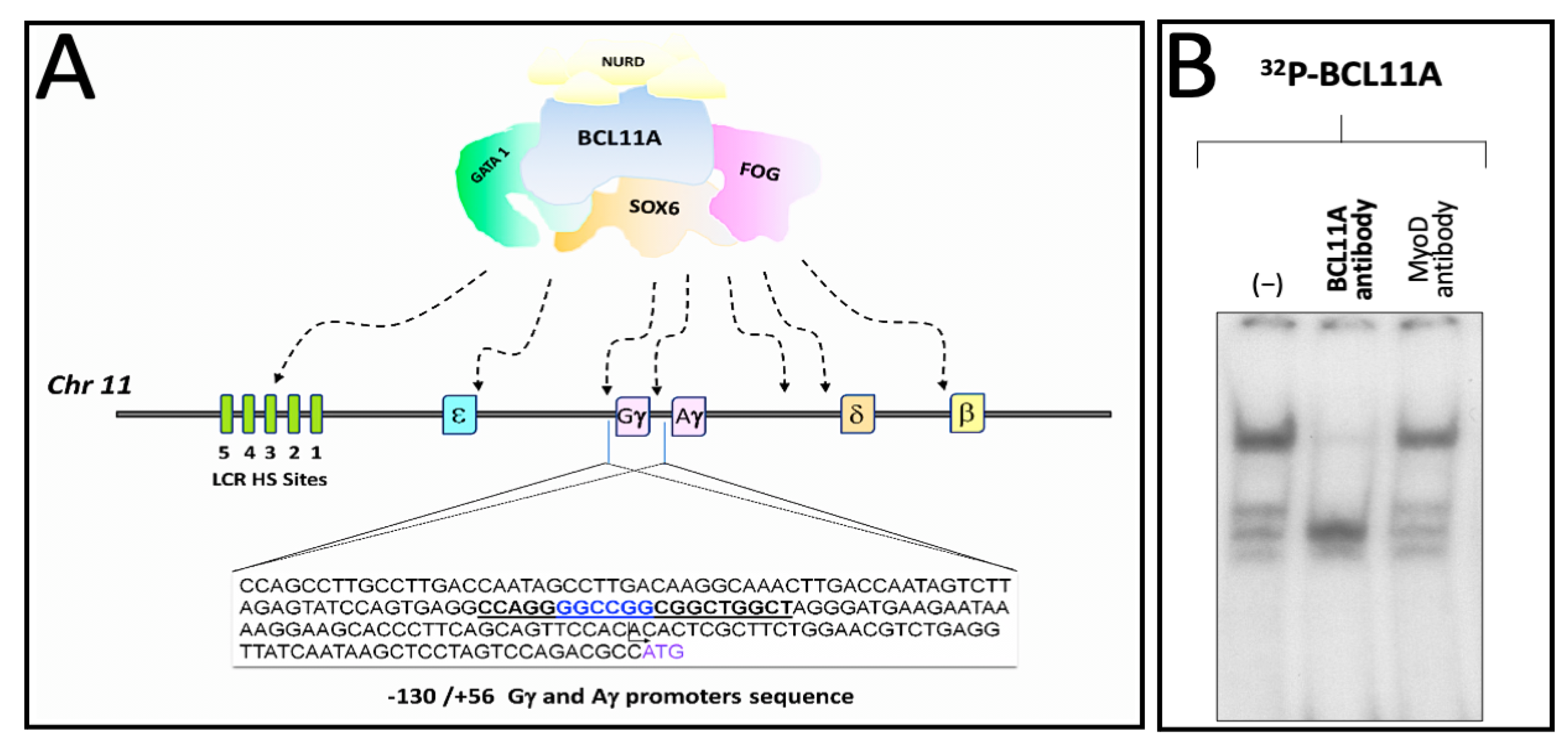 Genes 14 01927 g004