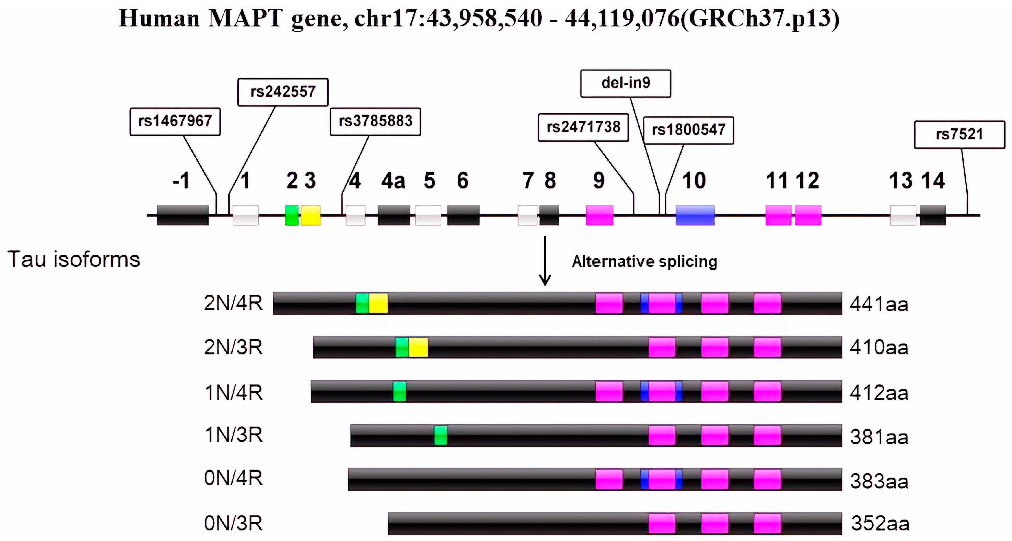 Genes 14 02023 g001 Genes 14 02023 g001