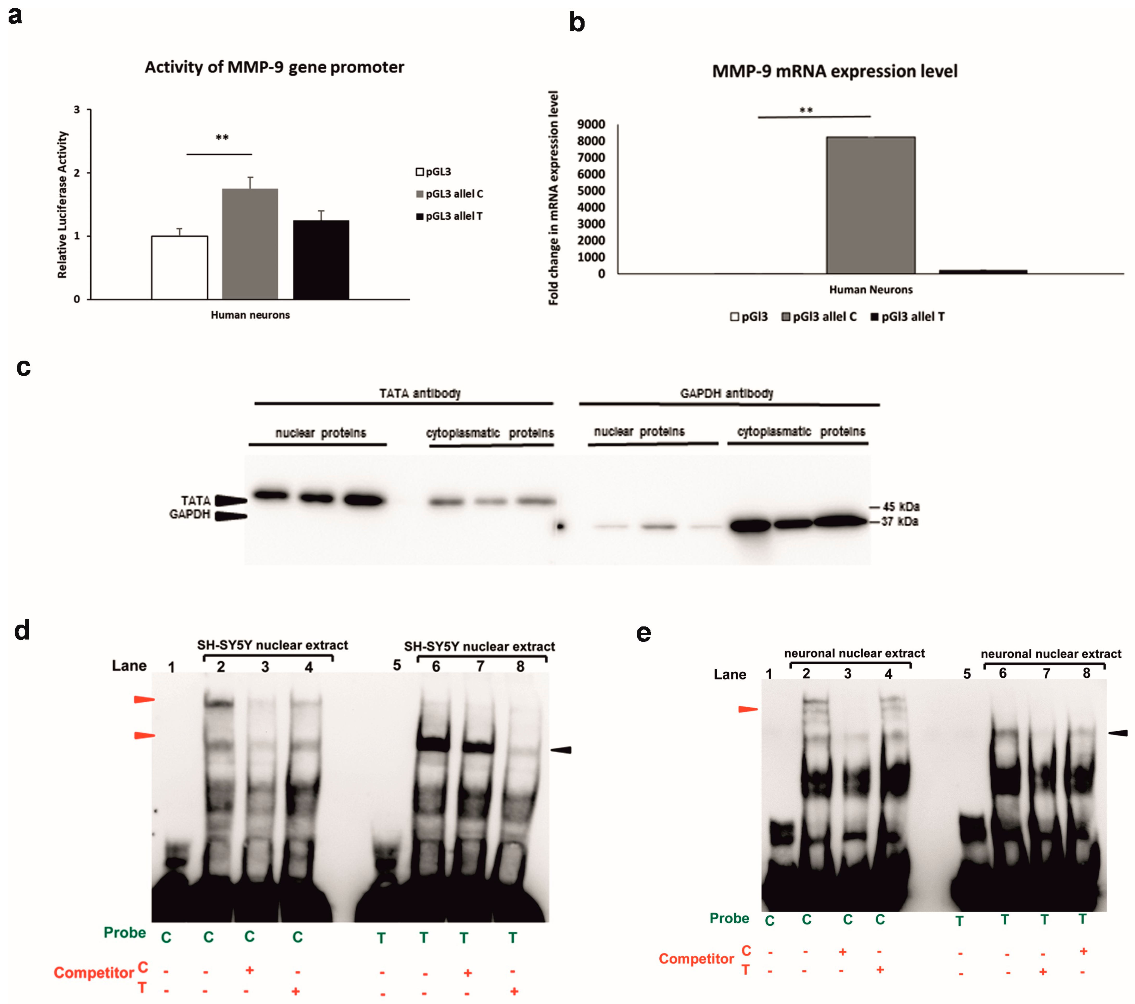 Genes 14 02028 g002 Genes 14 02028 g002