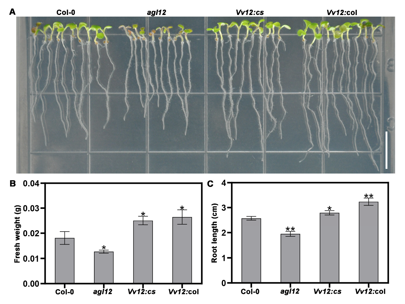 Genes 14 02078 g003 Genes 14 02078 g003