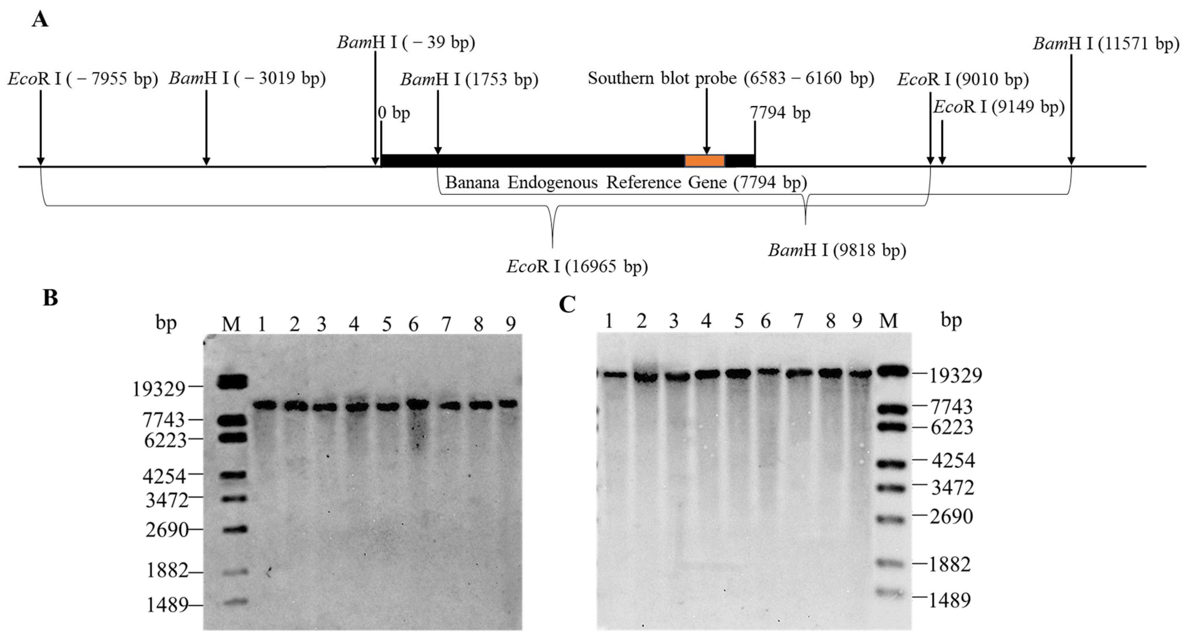 Genes 14 02116 g004 Genes 14 02116 g004