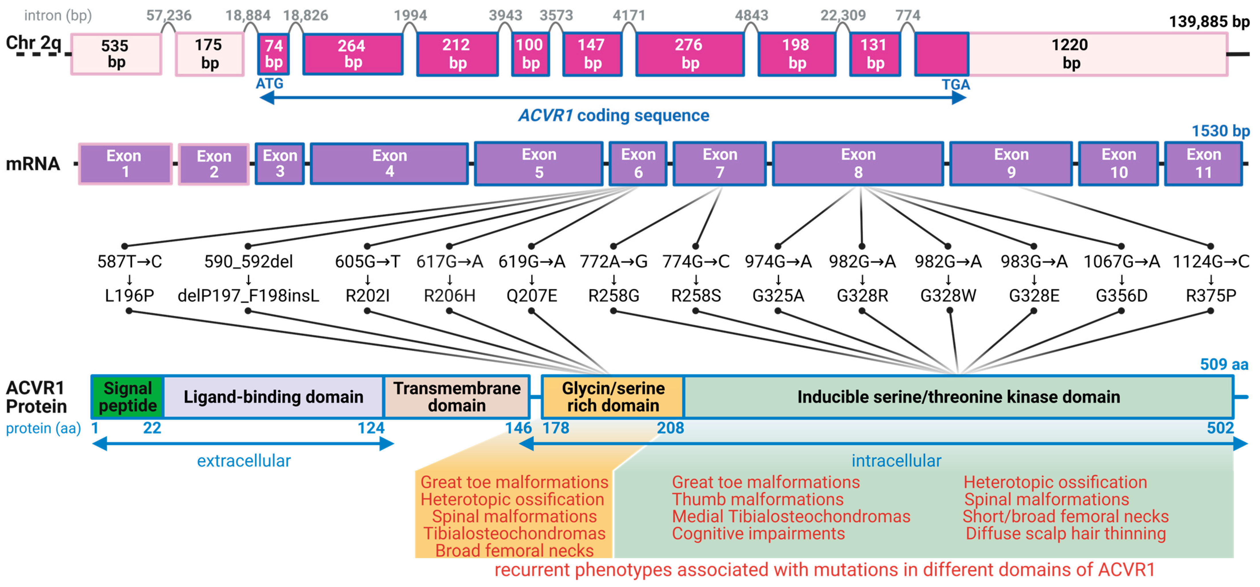 Genes 14 02162 g001