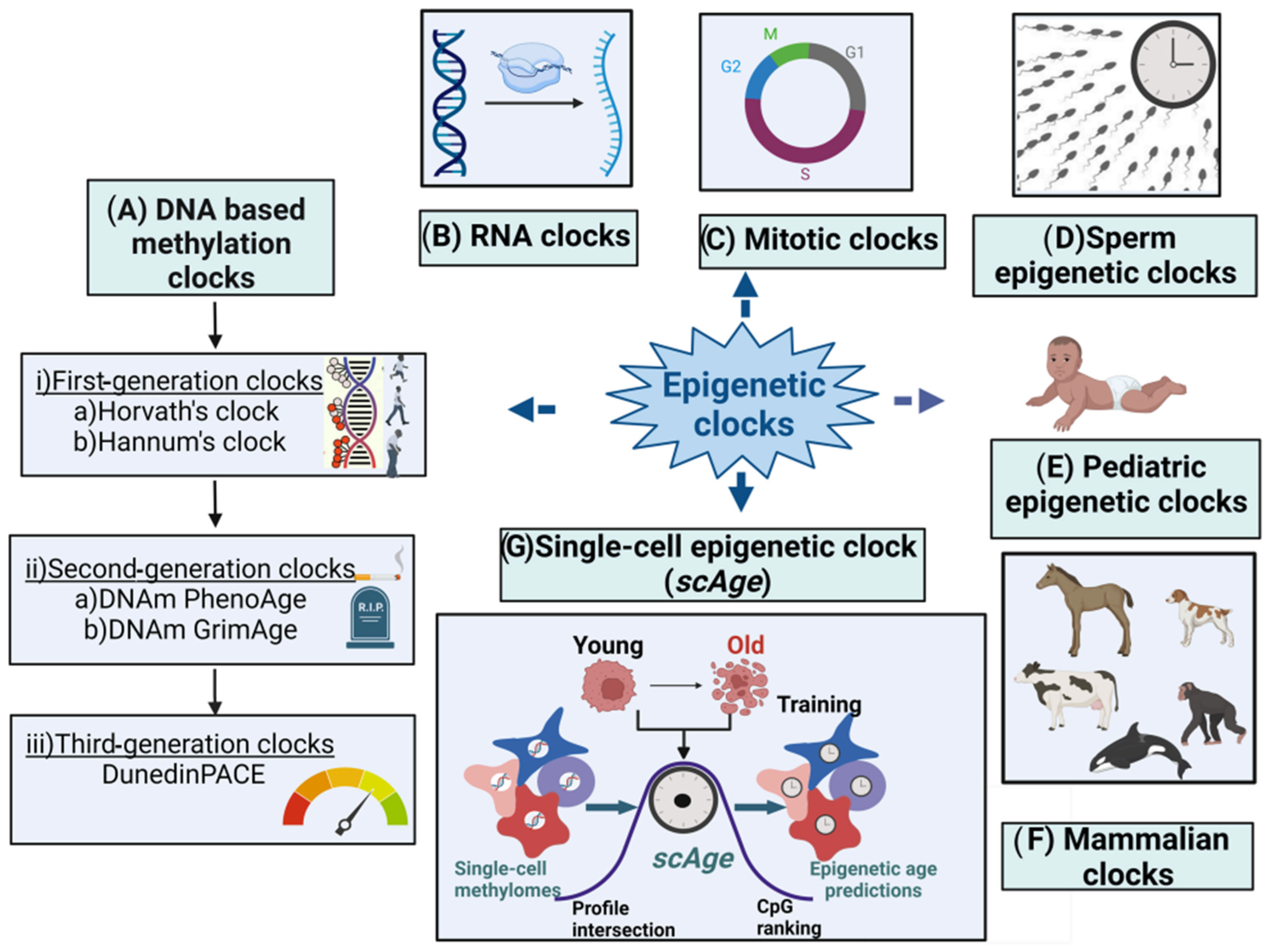 Genes 15 00016 g001 Genes 15 00016 g001