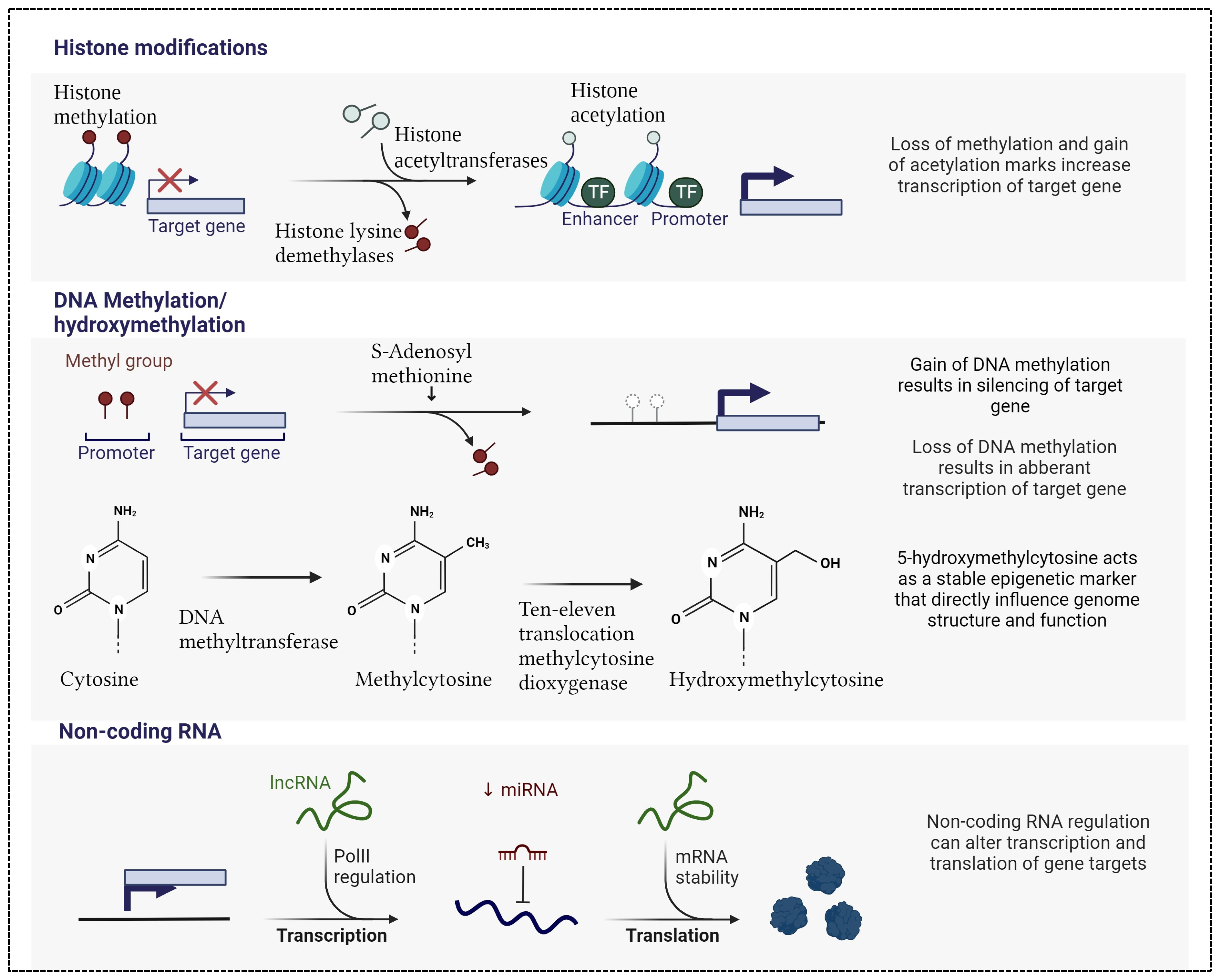 Genes 15 00038 g001