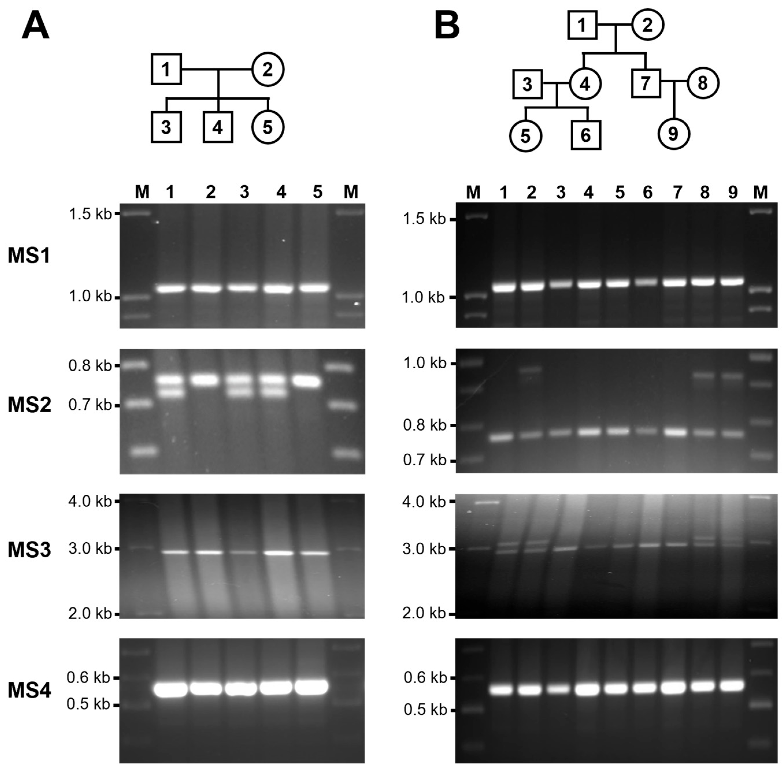 Genes 15 00050 g003