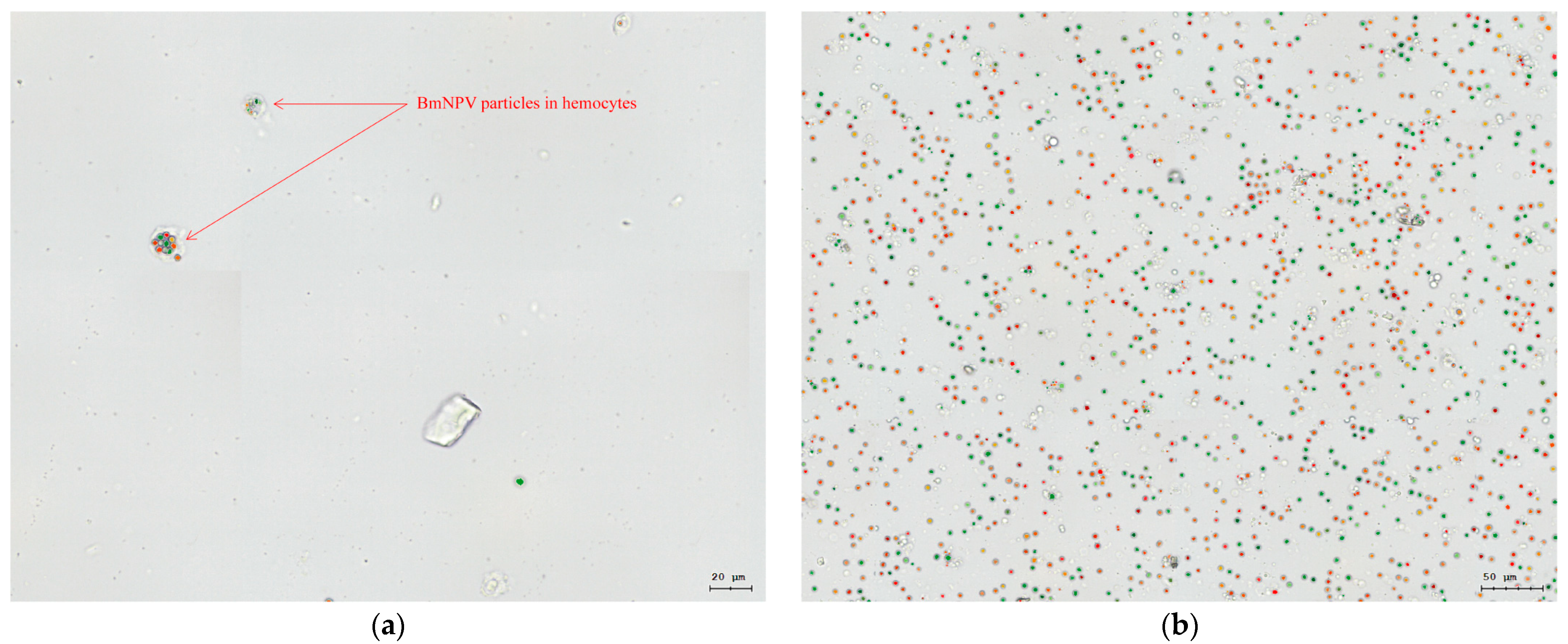 Genes 15 00059 g002 Genes 15 00059 g002