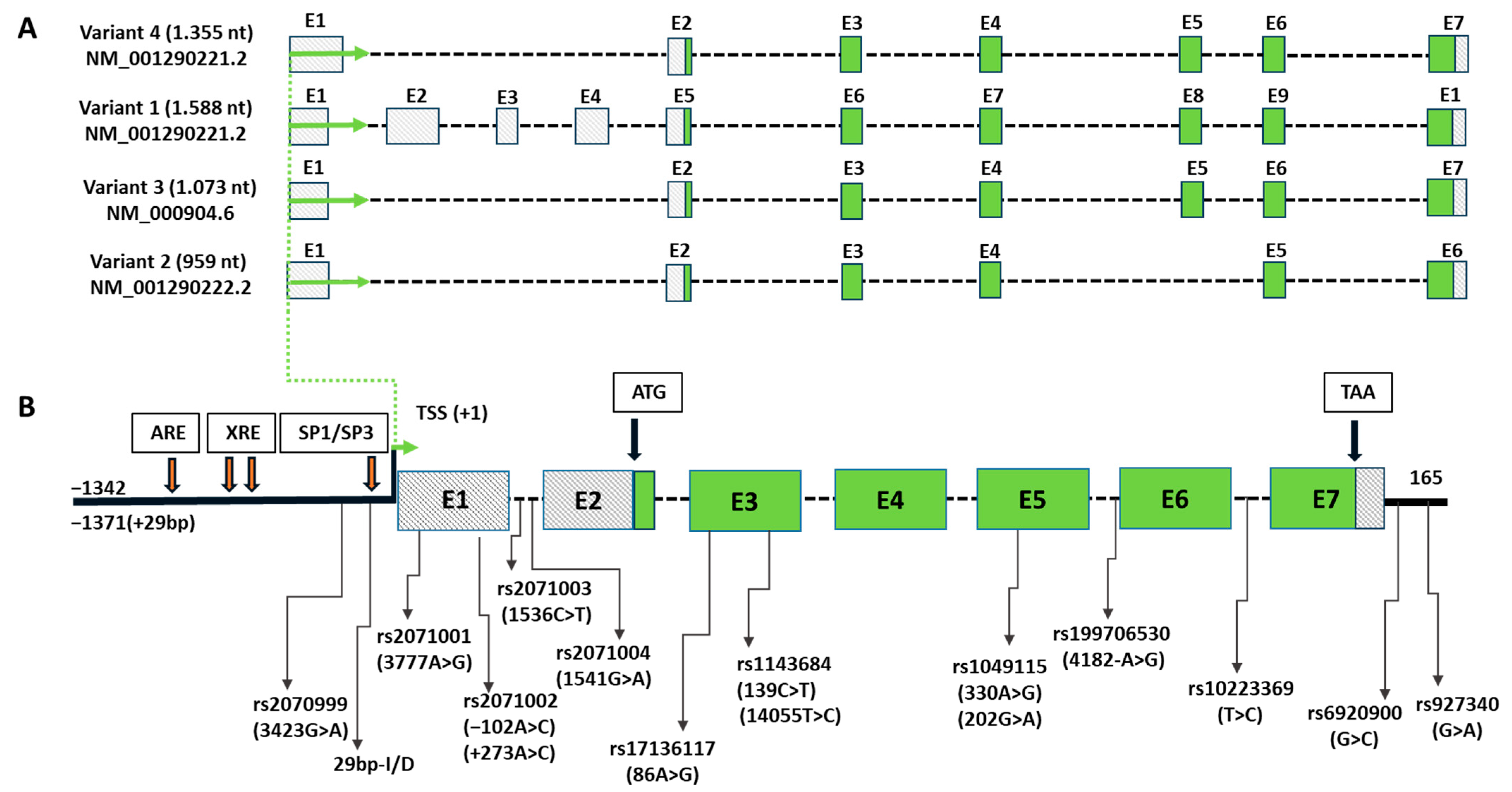 Genes 15 00087 g001