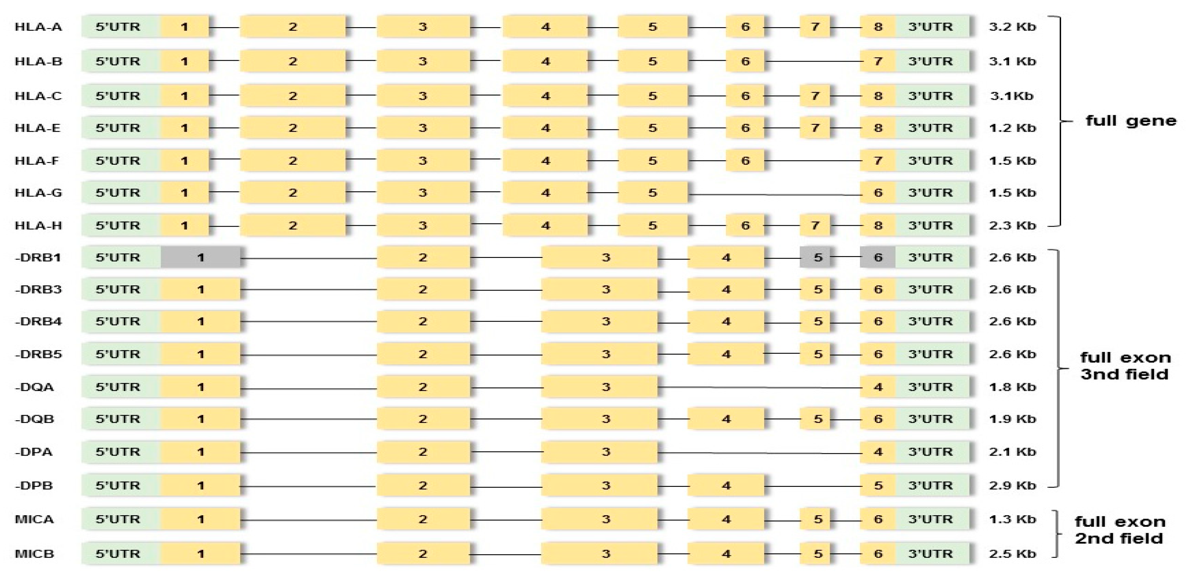 Genes 15 00150 g001 Genes 15 00150 g001