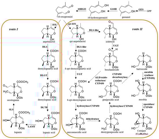 Genes 15 00155 g001