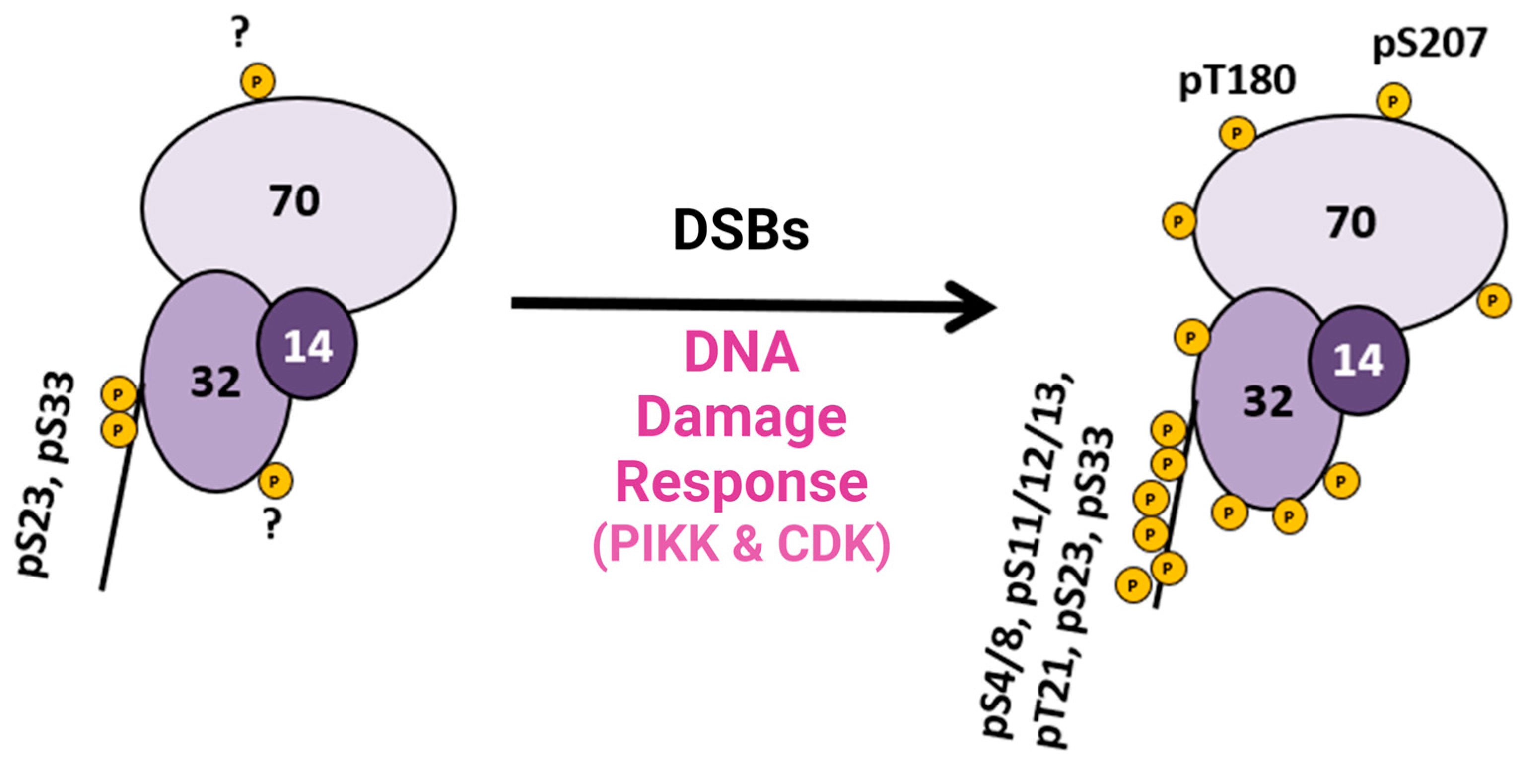 Genes 15 00167 g003 Genes 15 00167 g003