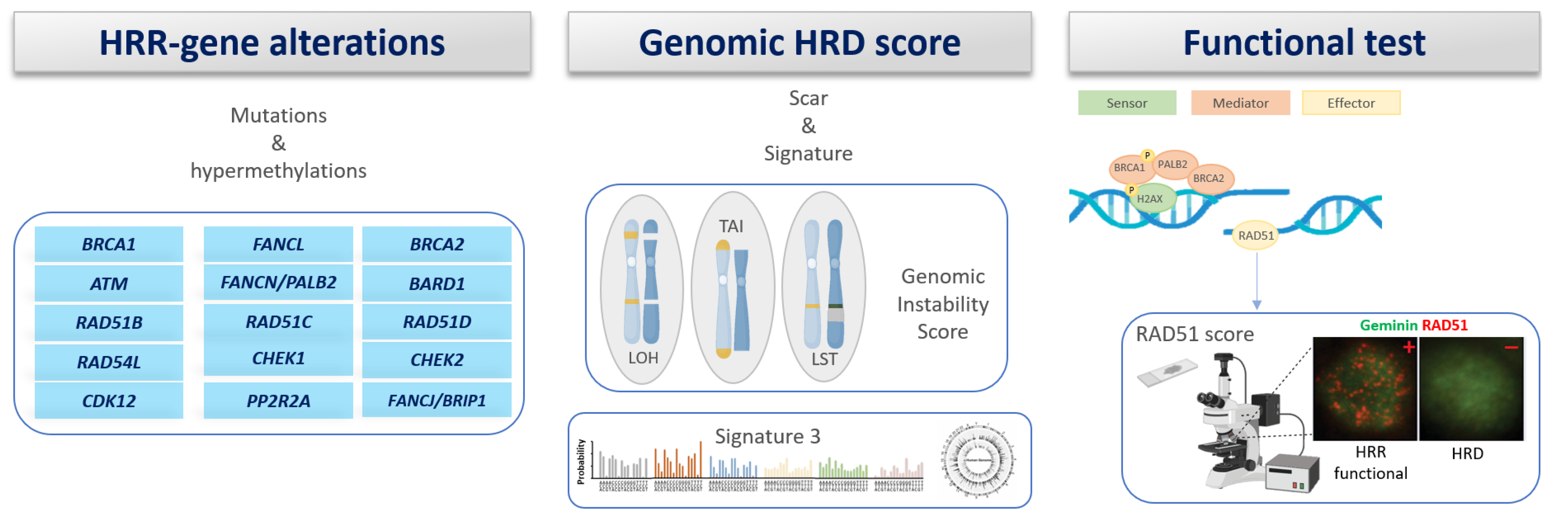 Genes 15 00219 g003