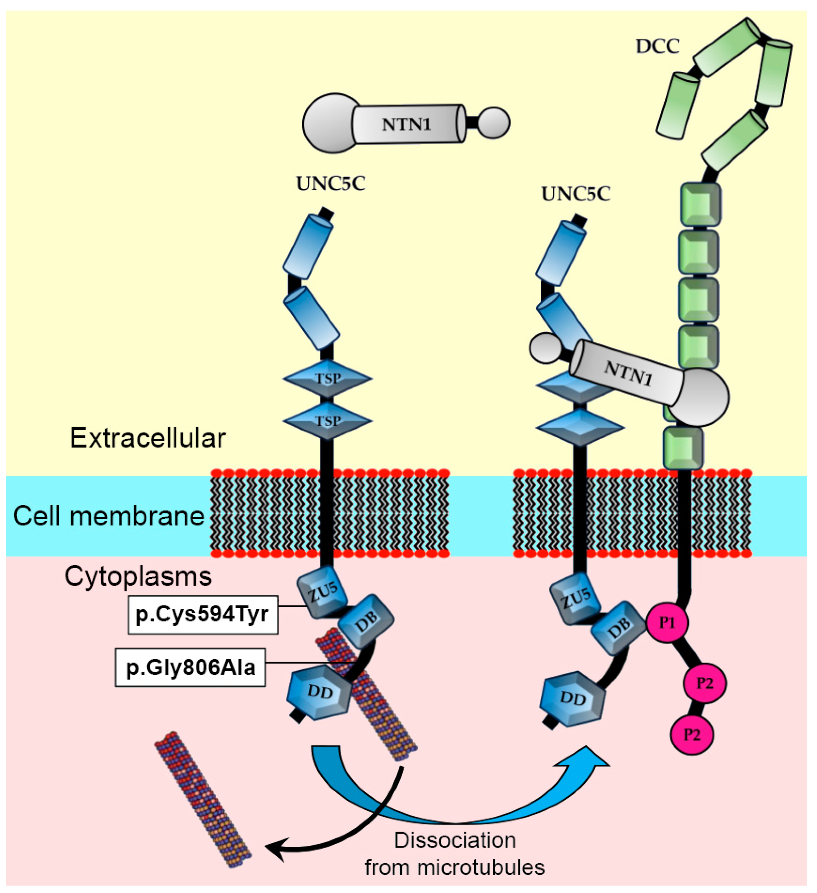 Genes 15 00306 g004 Genes 15 00306 g004