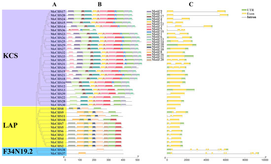 Genes 15 00336 g002