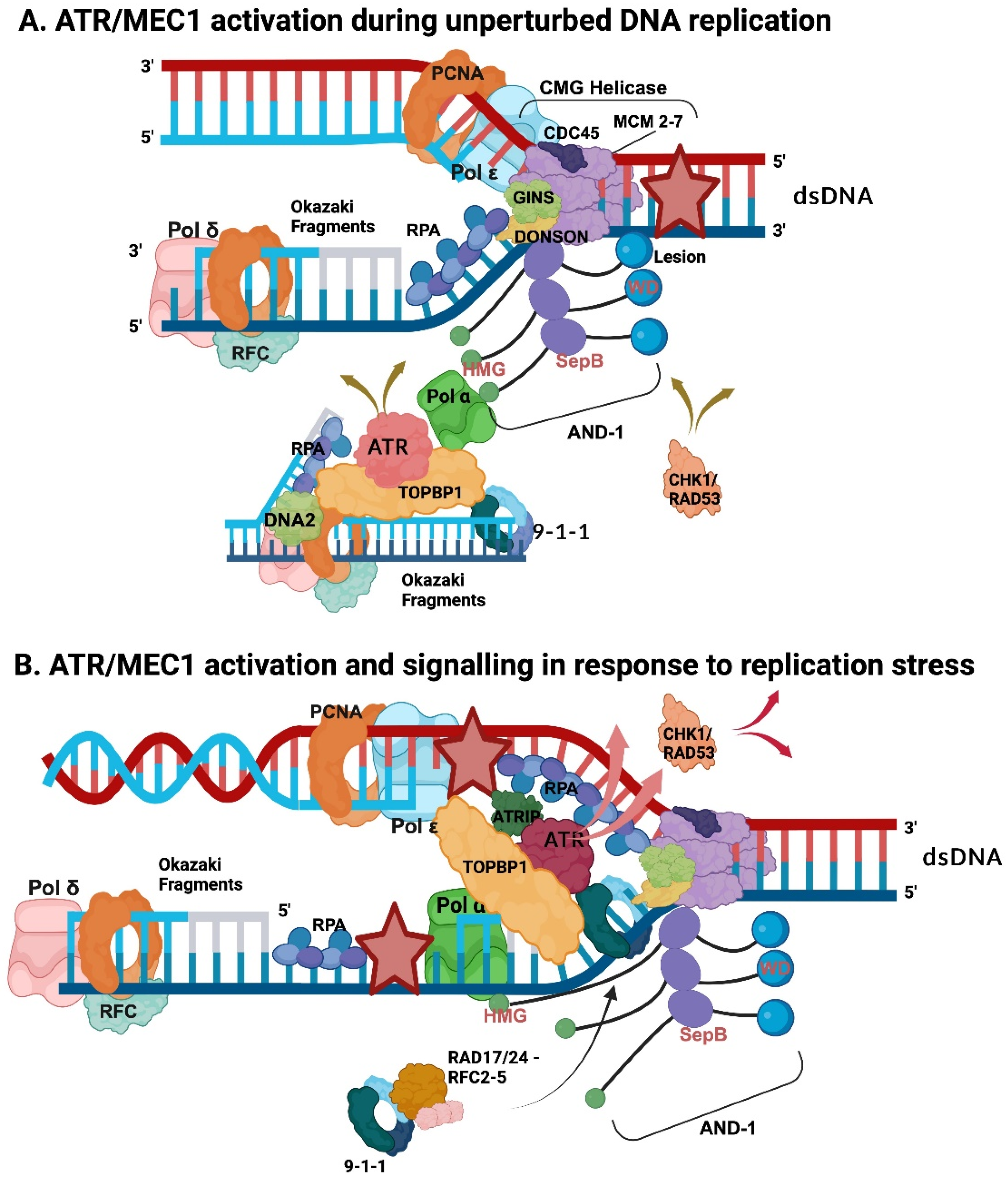 Genes 15 00360 g003 Genes 15 00360 g003