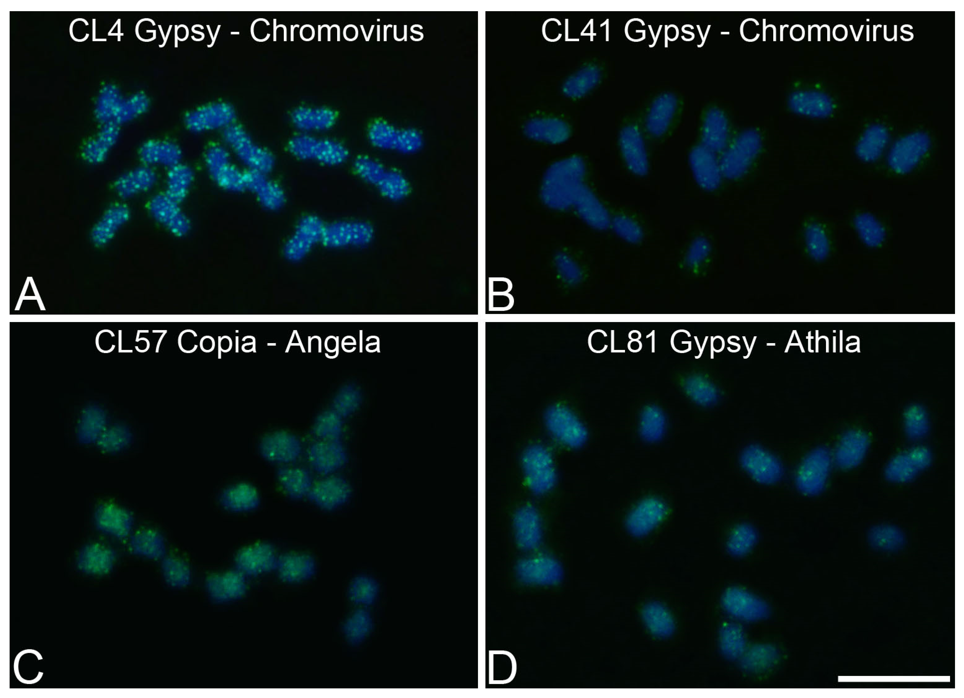 Genes 15 00418 g004 Genes 15 00418 g004