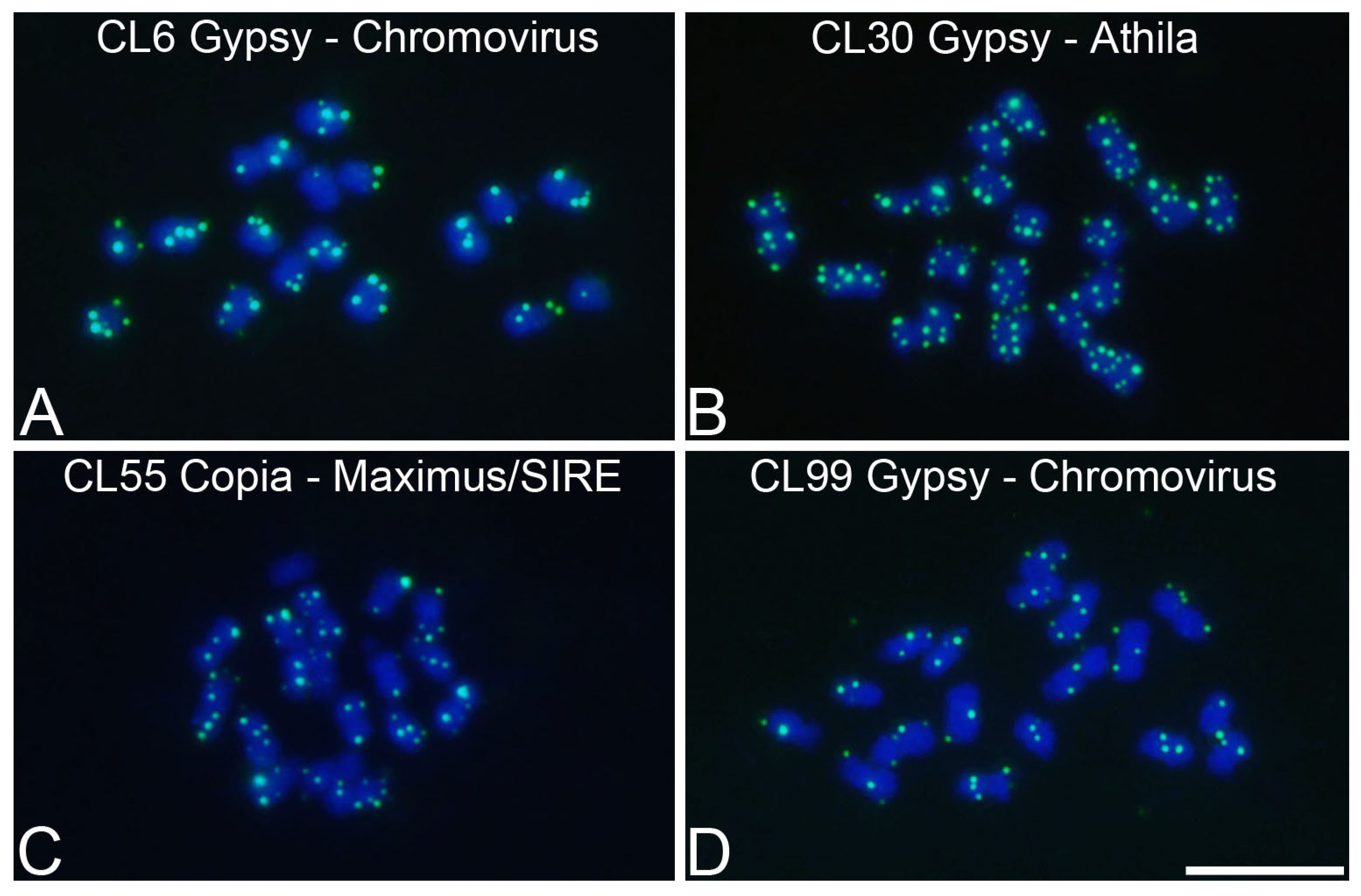 Genes 15 00418 g006 Genes 15 00418 g006