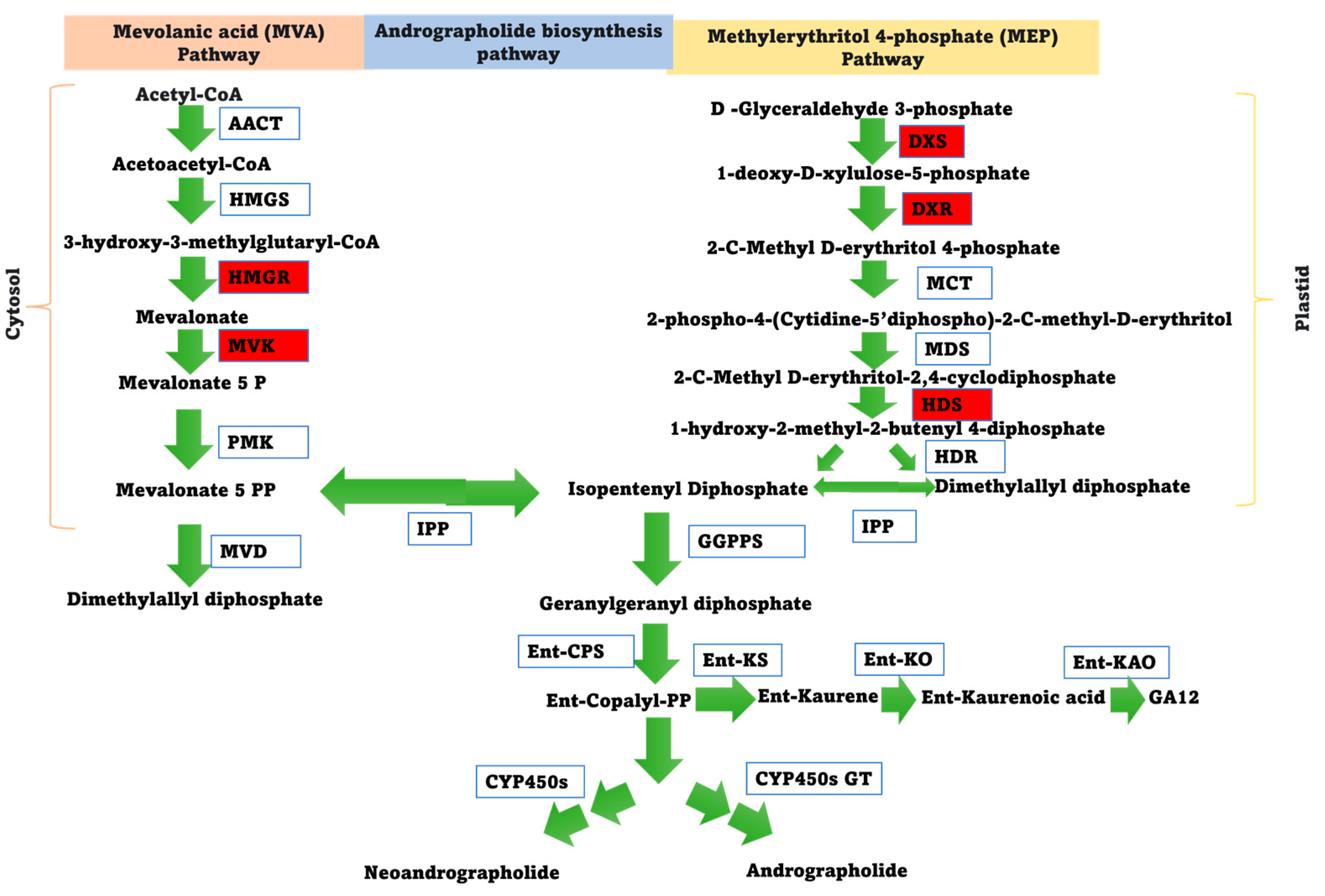 Isolation, Characterization, and Expression Analysis of NAC ...