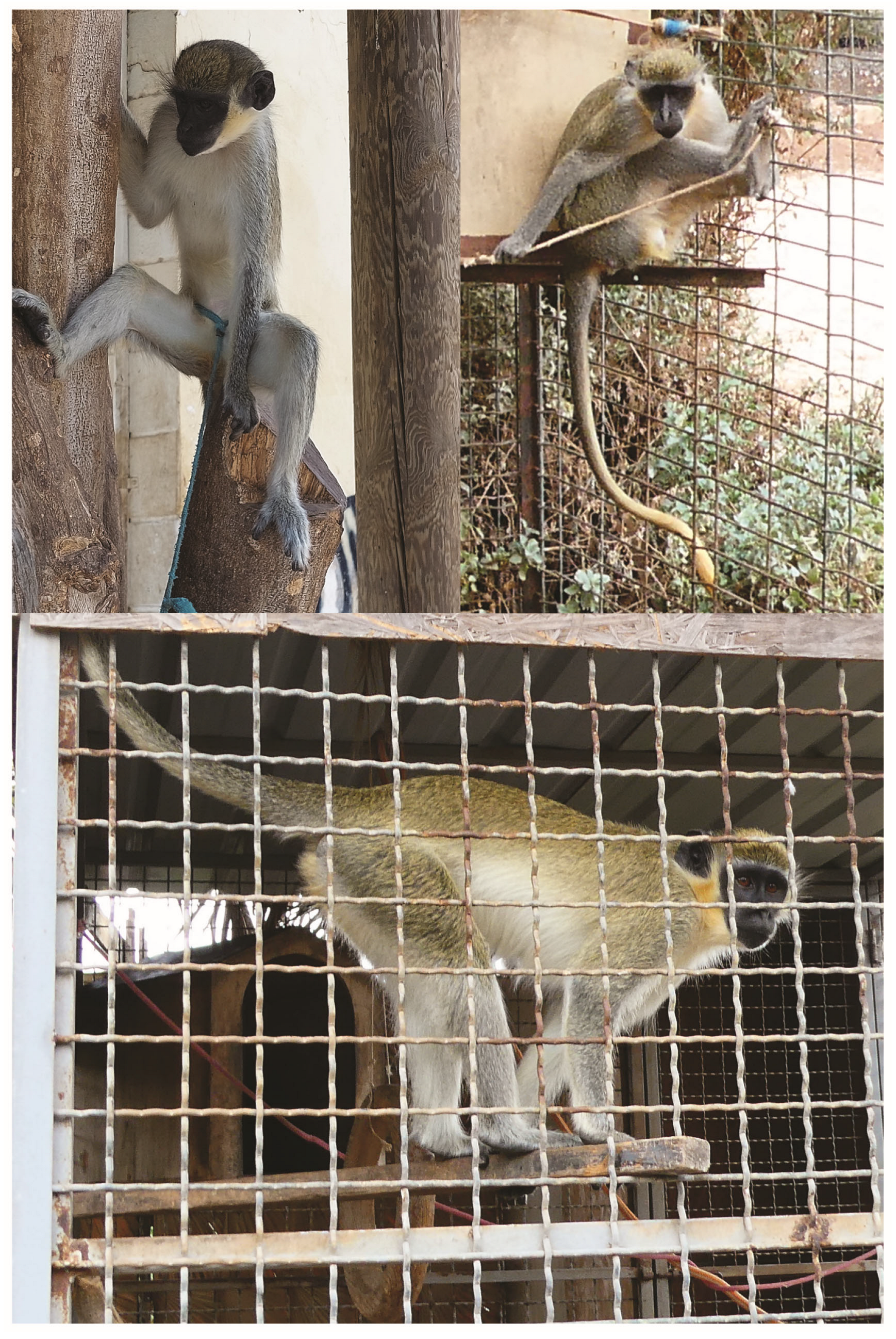 Genes 15 00504 g002 Genes 15 00504 g002