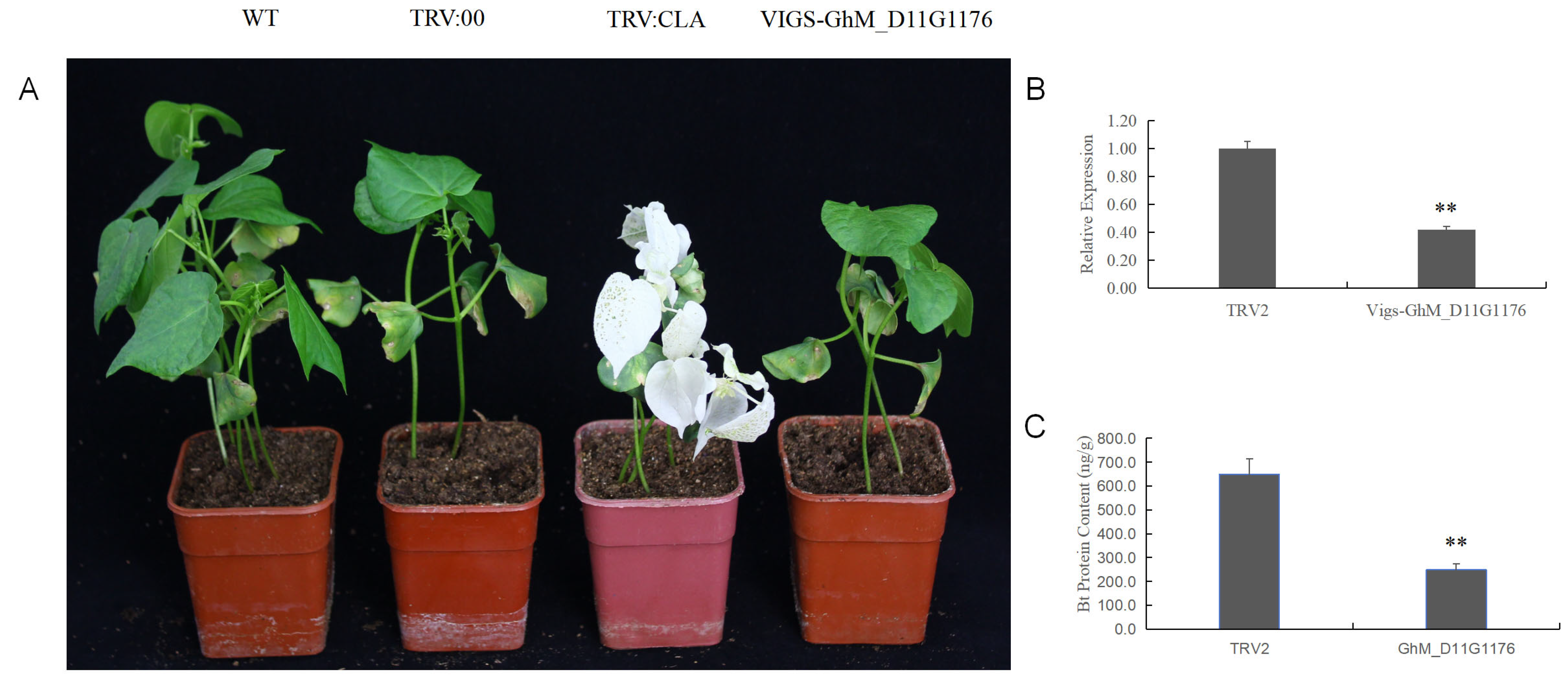 Genes 15 00515 g004