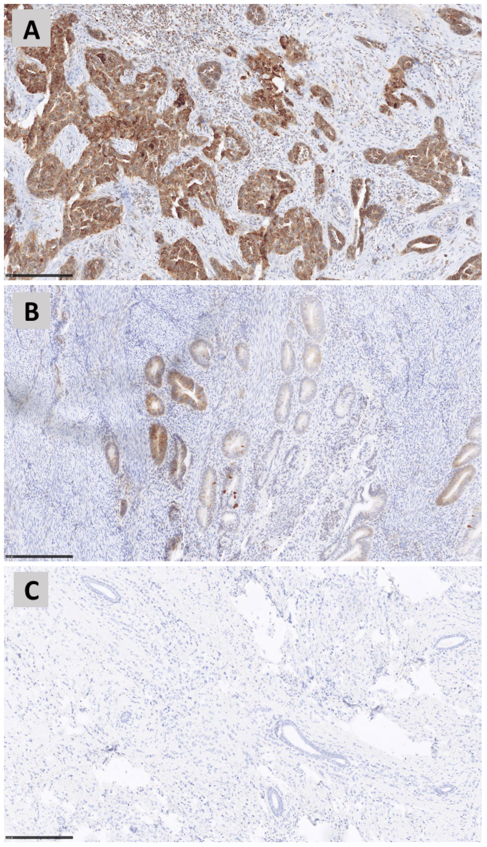 Genes 15 00554 g002 Genes 15 00554 g002