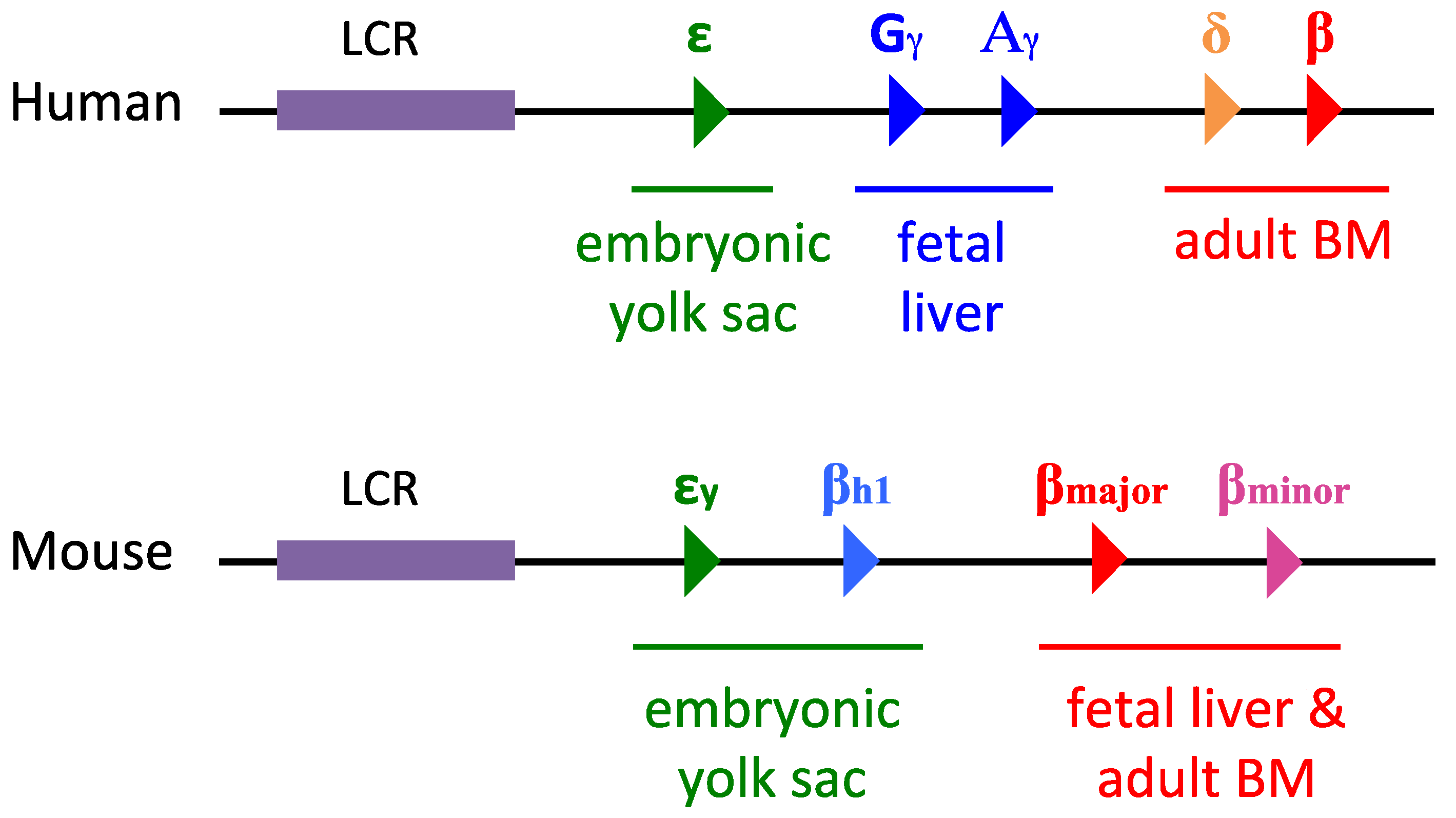 Genes 15 00563 g003