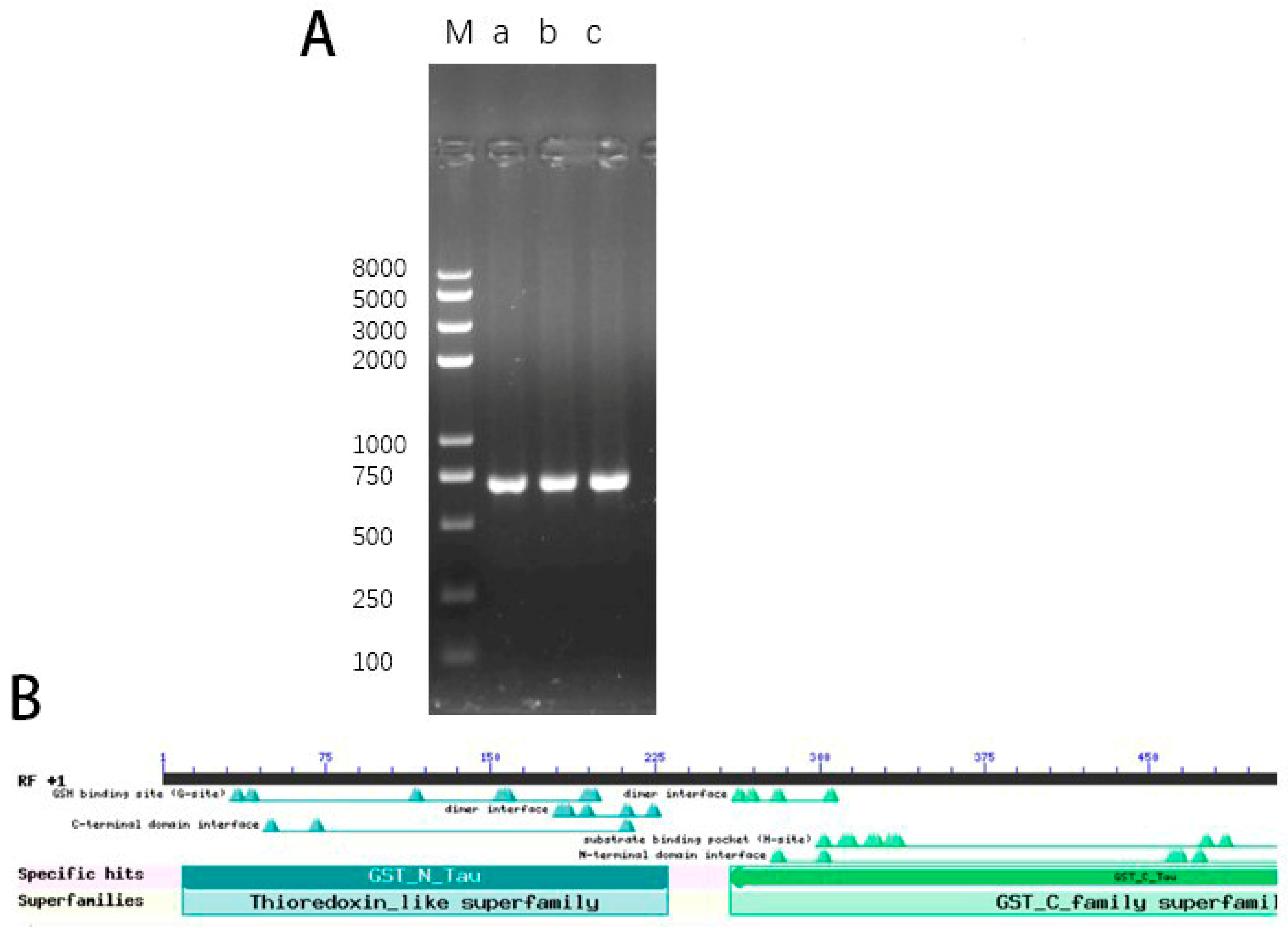 Genes 15 00613 g001