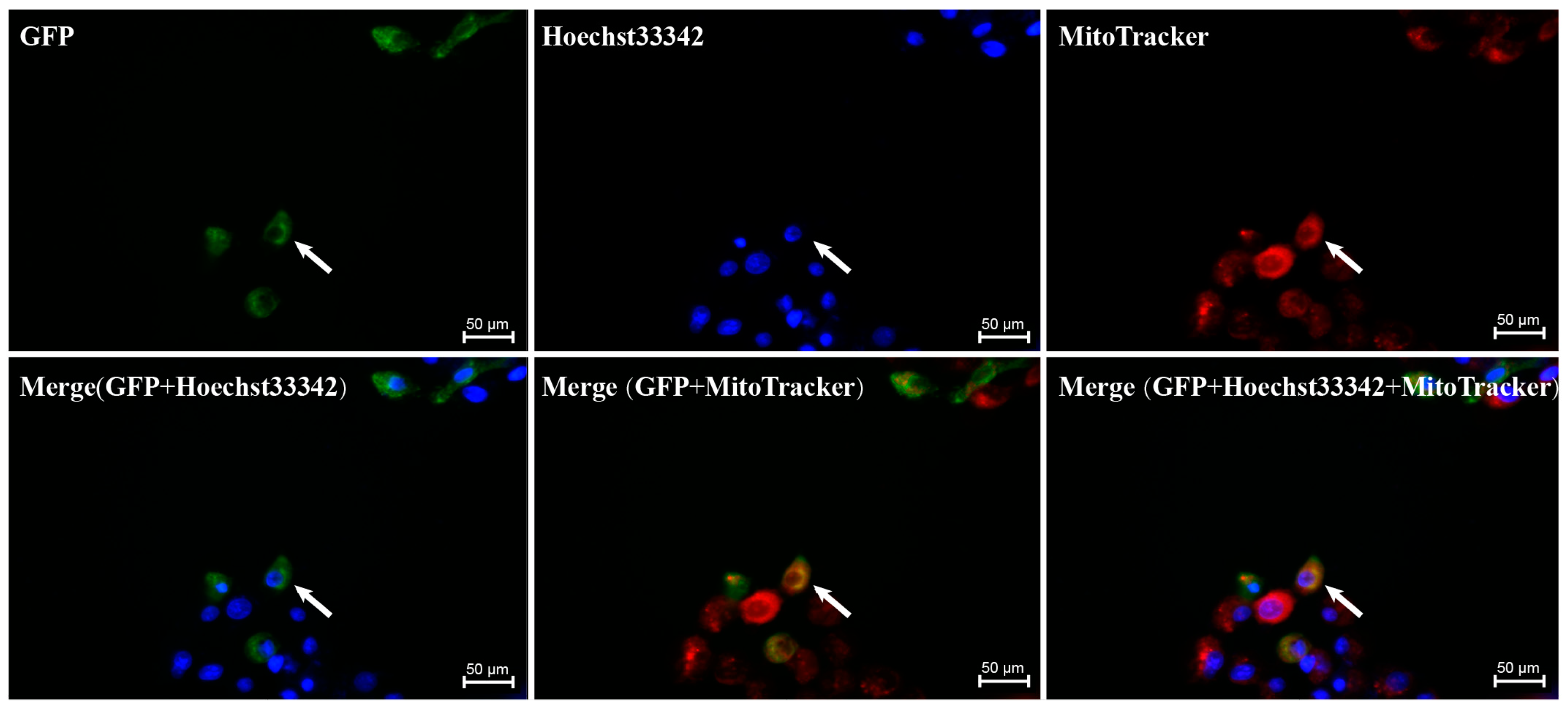 Genes 15 00655 g007 Genes 15 00655 g007