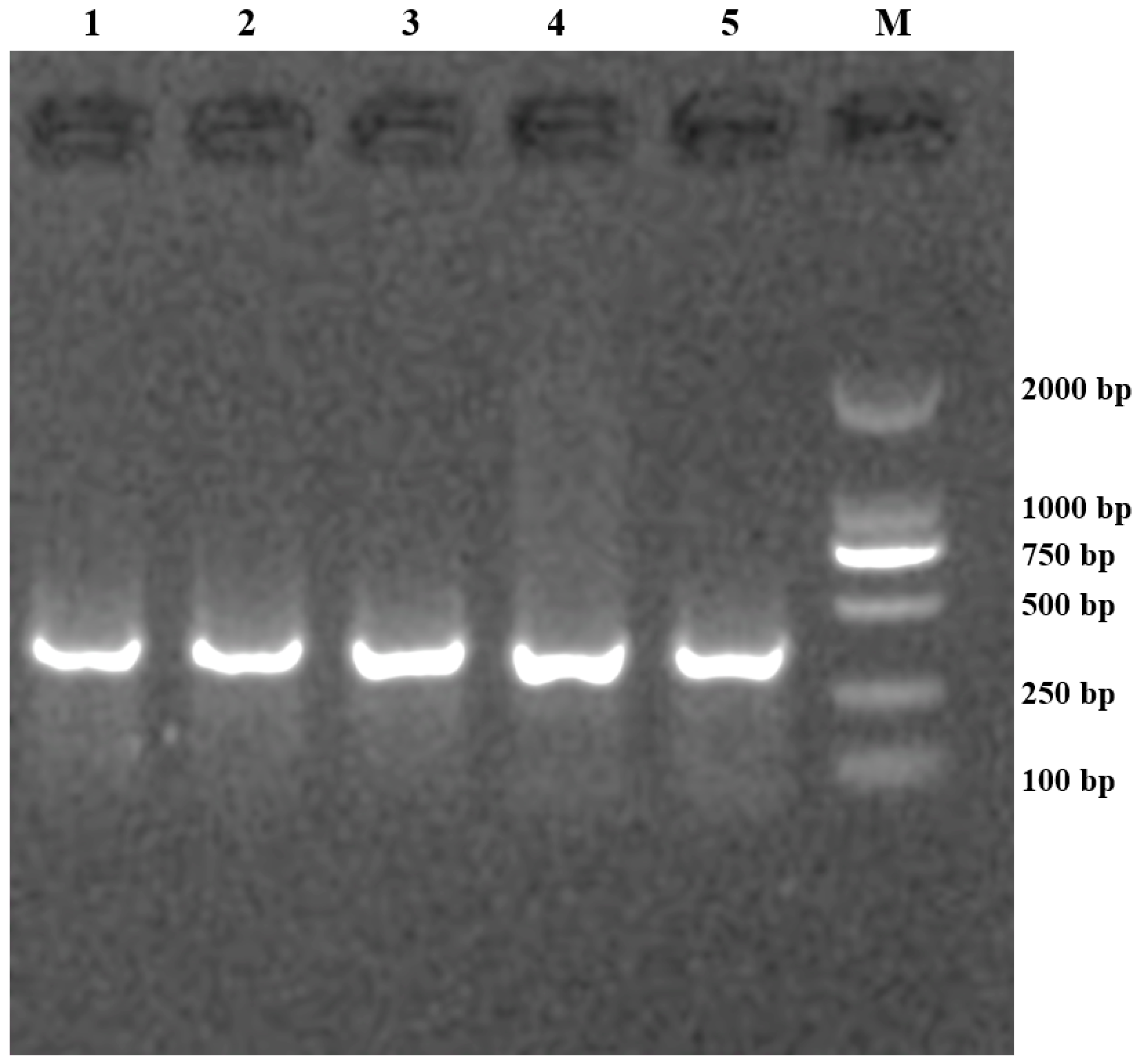 Genes 15 00656 g001 Genes 15 00656 g001