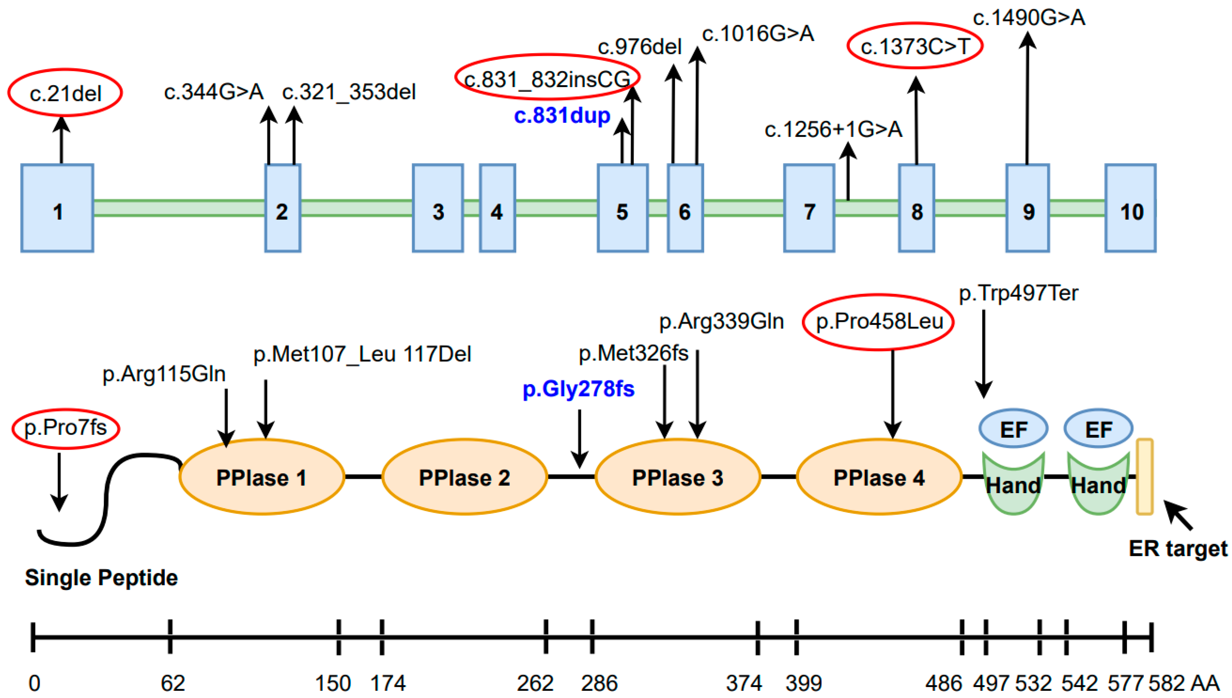 Genes 15 00674 g006 Genes 15 00674 g006
