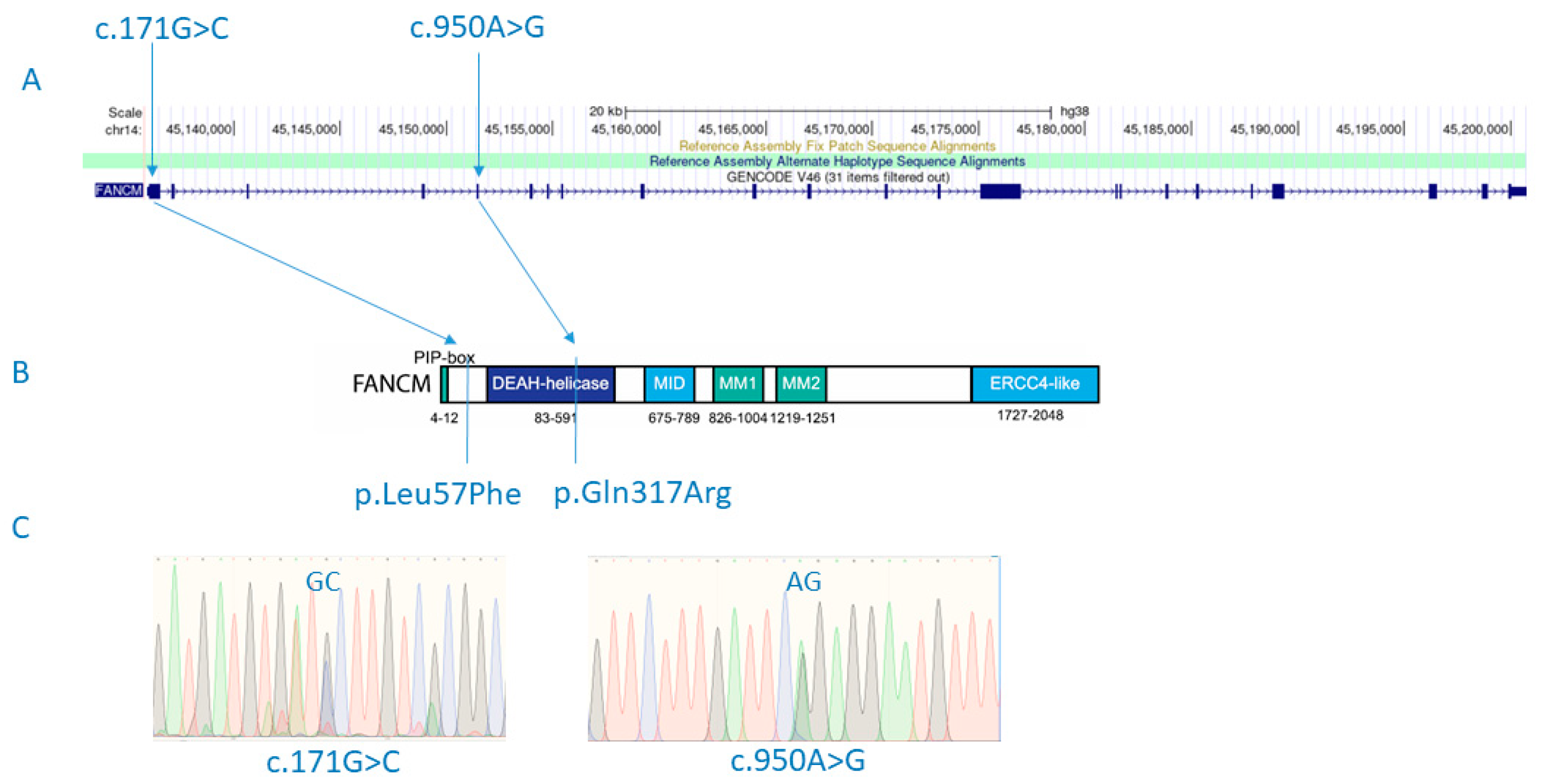 Genes 15 00707 g001