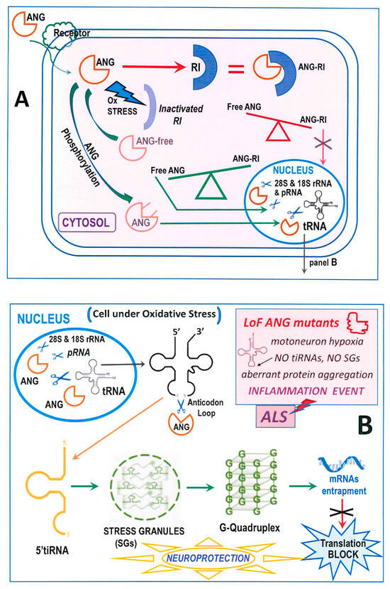 Genes 15 00738 g002