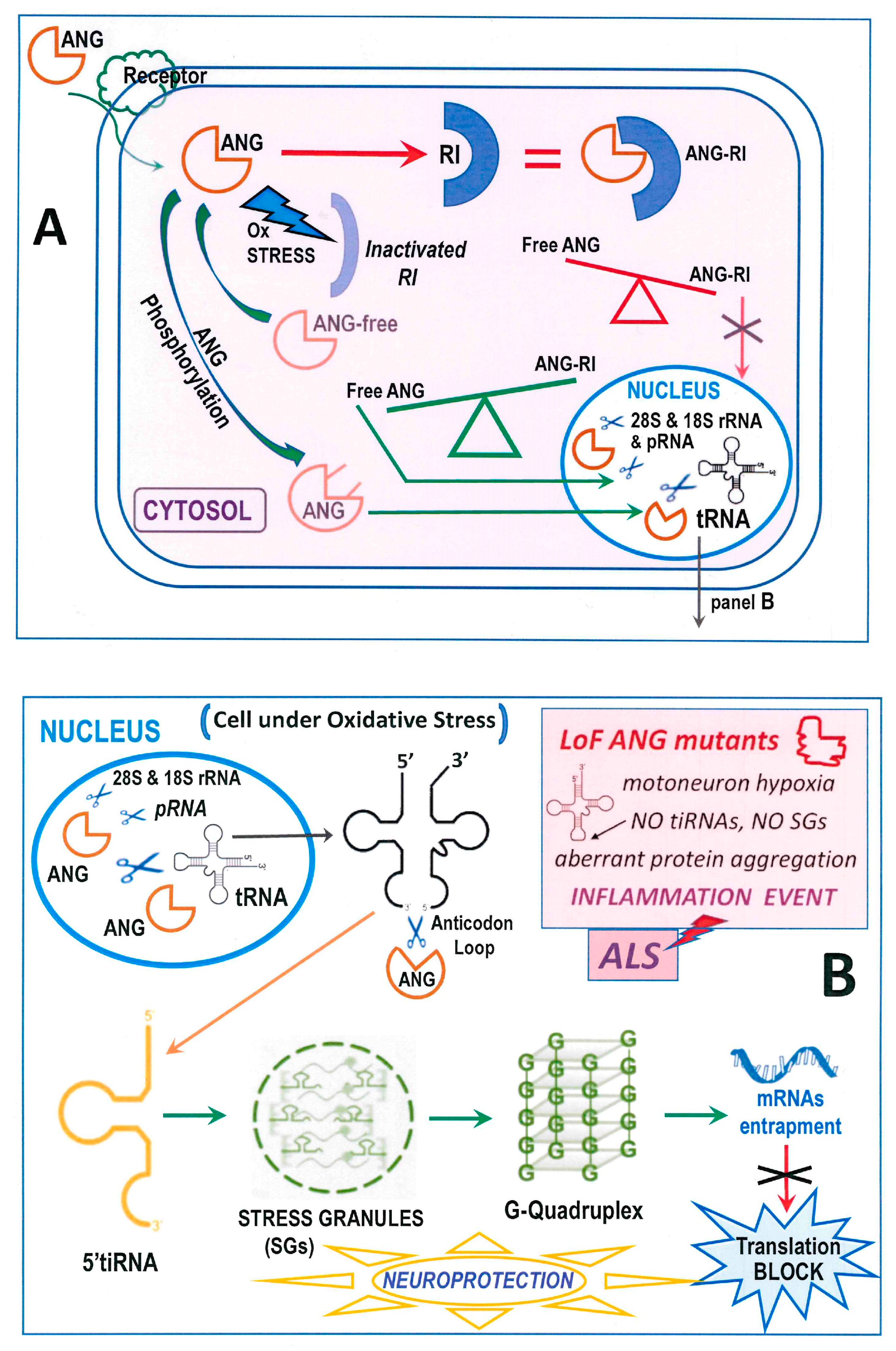 Genes 15 00738 g002