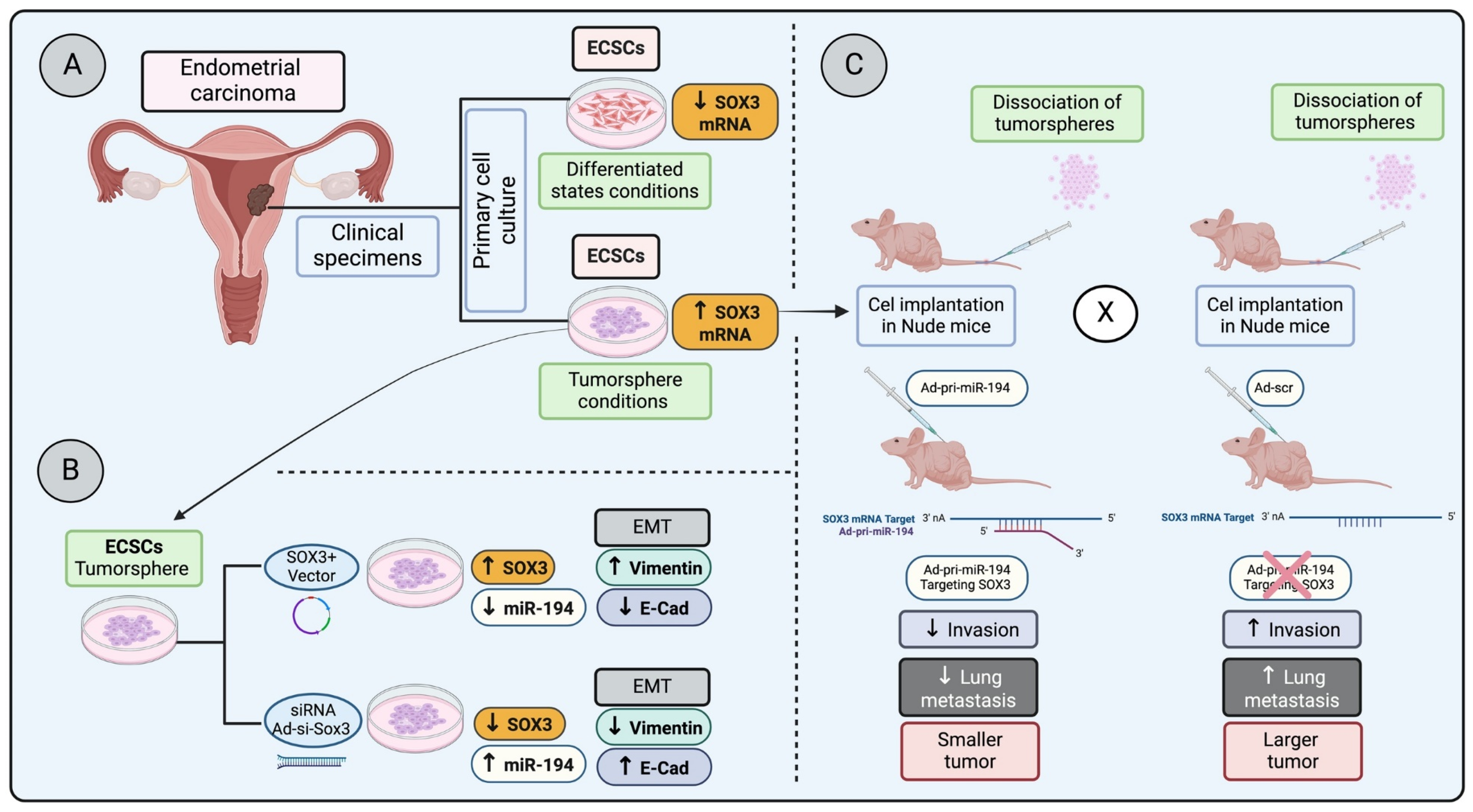 Genes 15 00777 g002