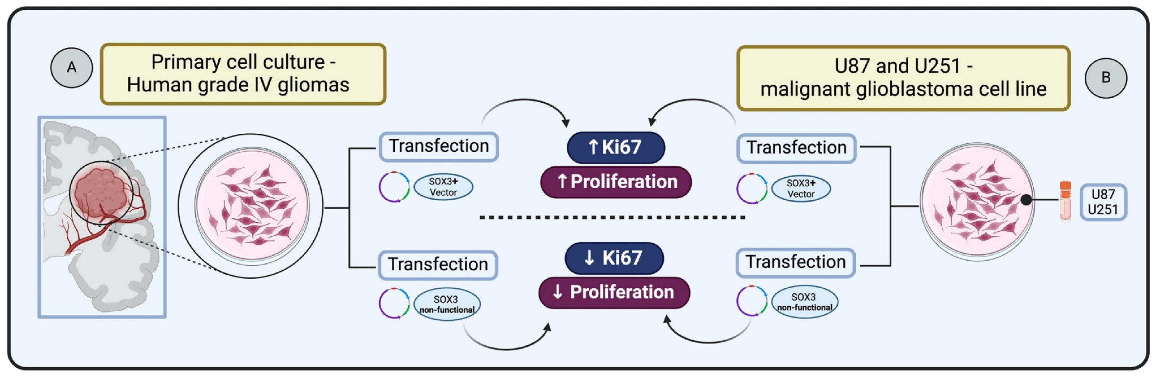 Genes 15 00777 g003
