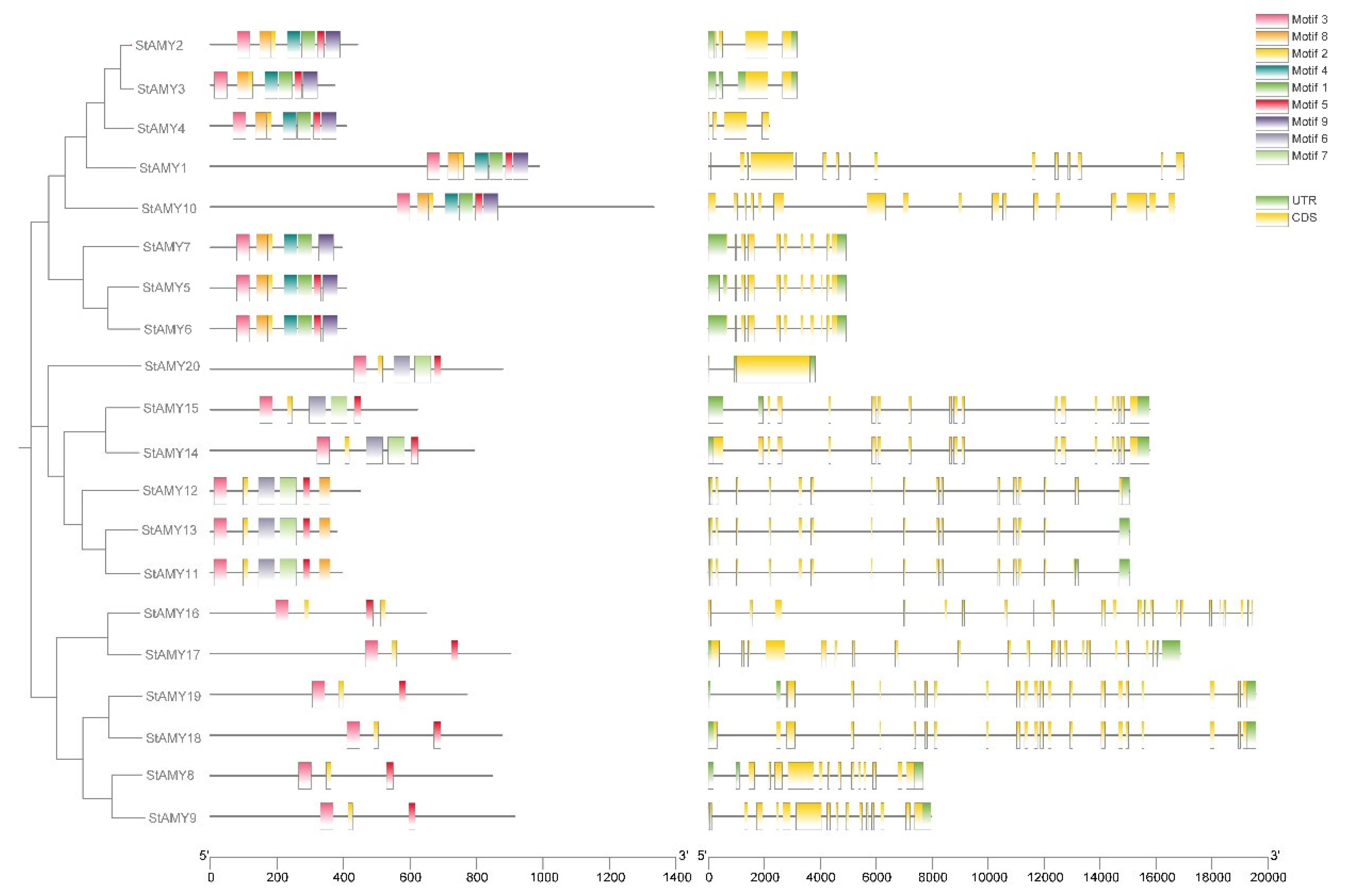 Genome-Wide Identification and Expression Profiling of the α-Amylase ...