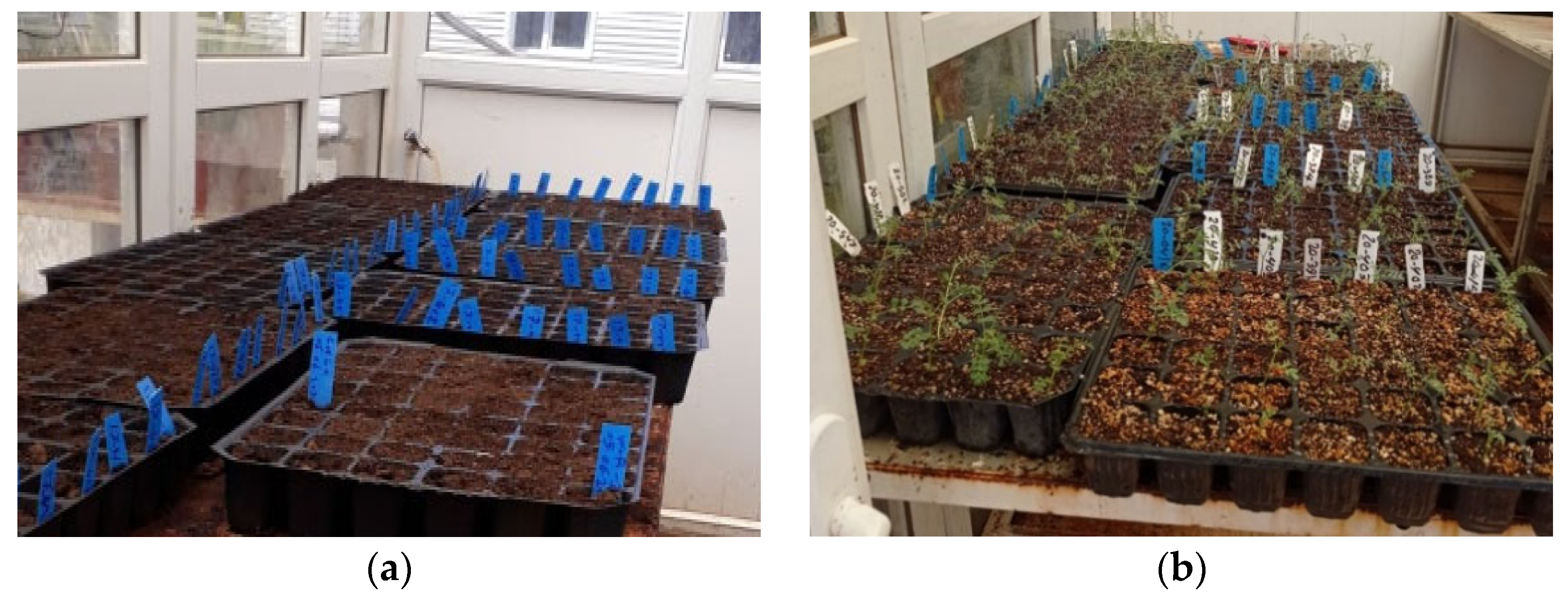 Genes 15 00819 g001a