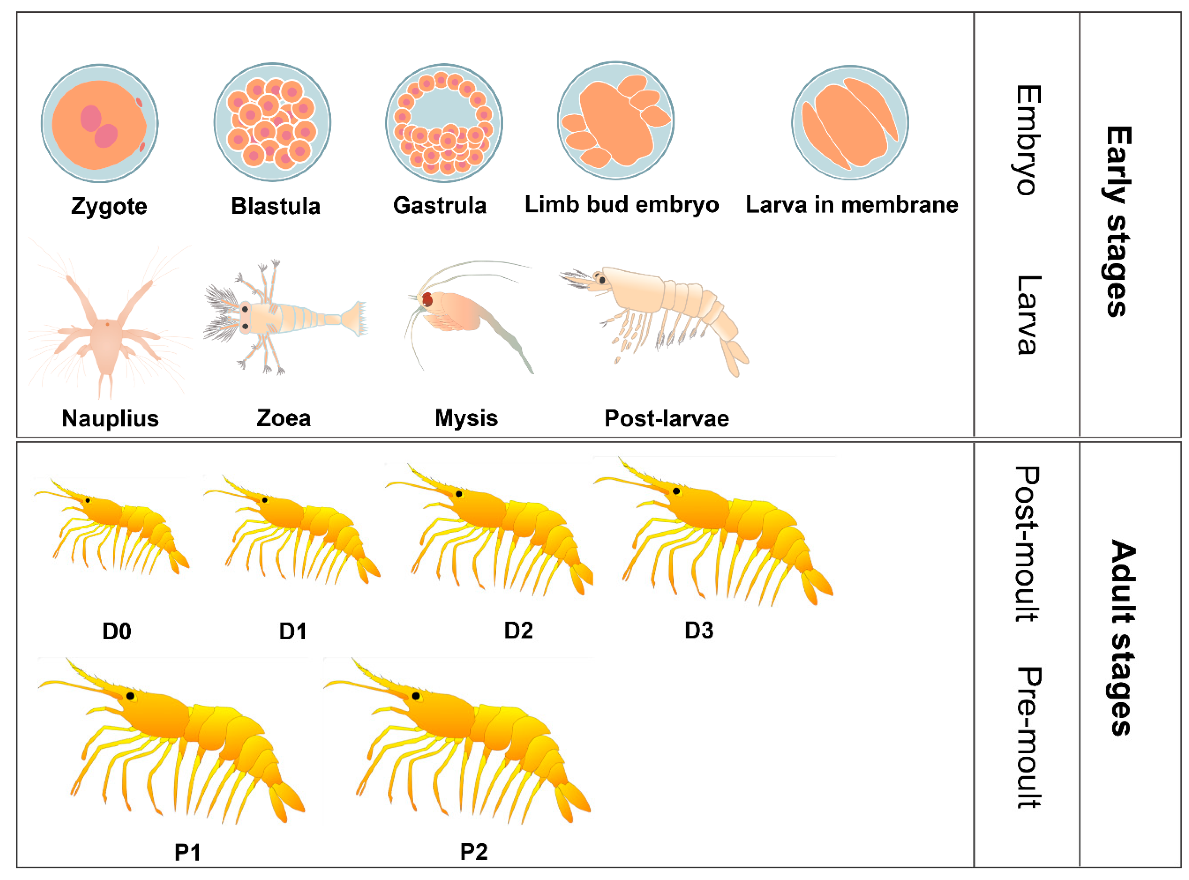 Genes 15 00837 g001