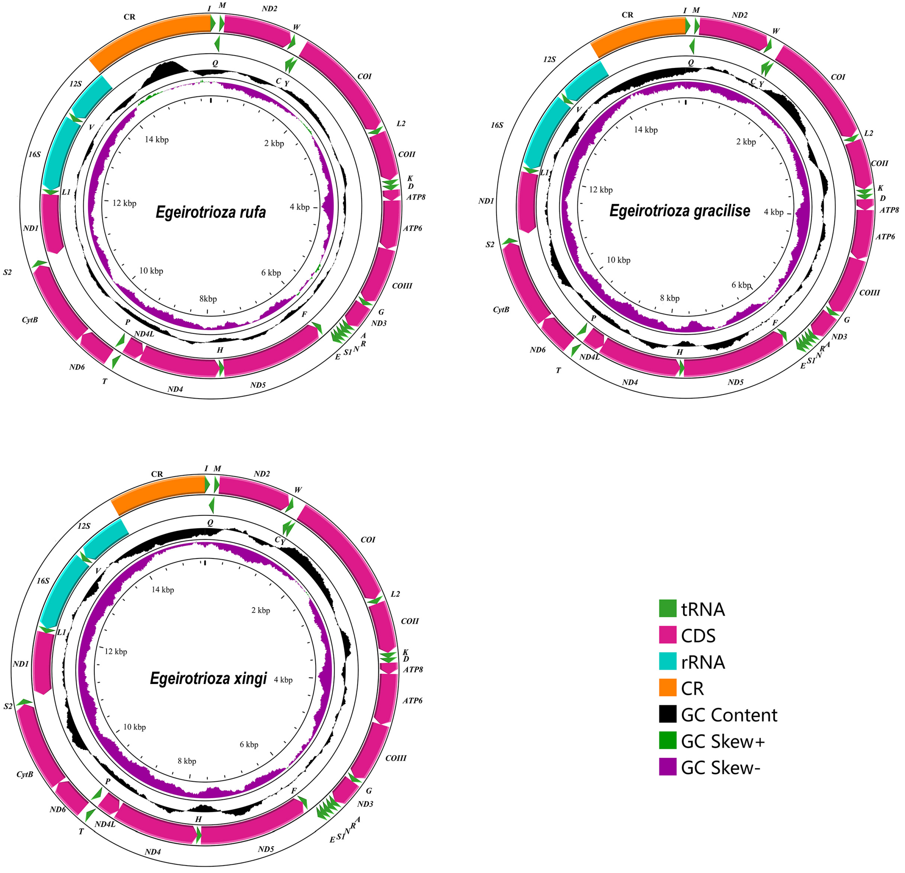 Genes 15 00842 g002 Genes 15 00842 g002