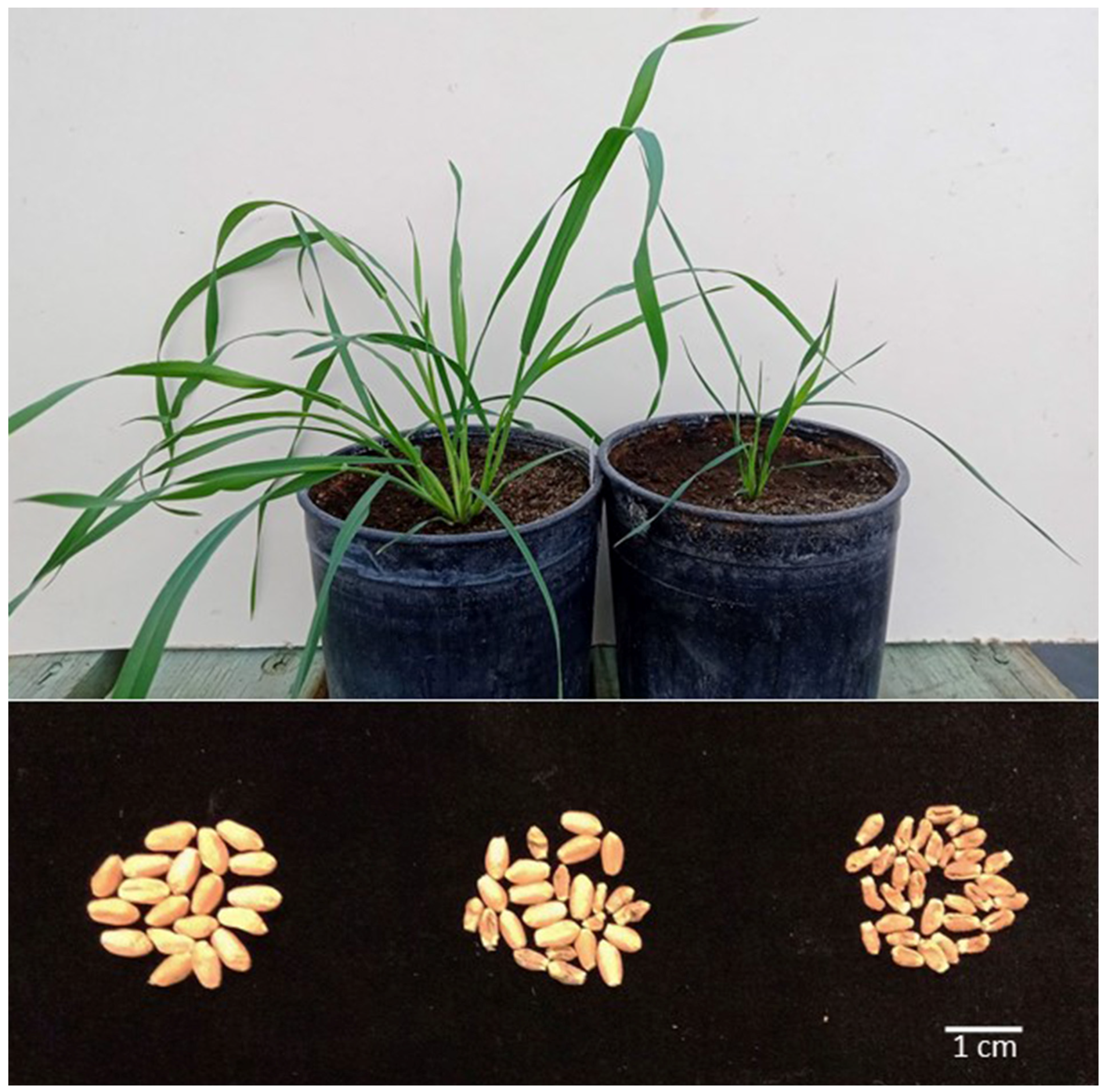 Genes 15 00855 g002 Genes 15 00855 g002