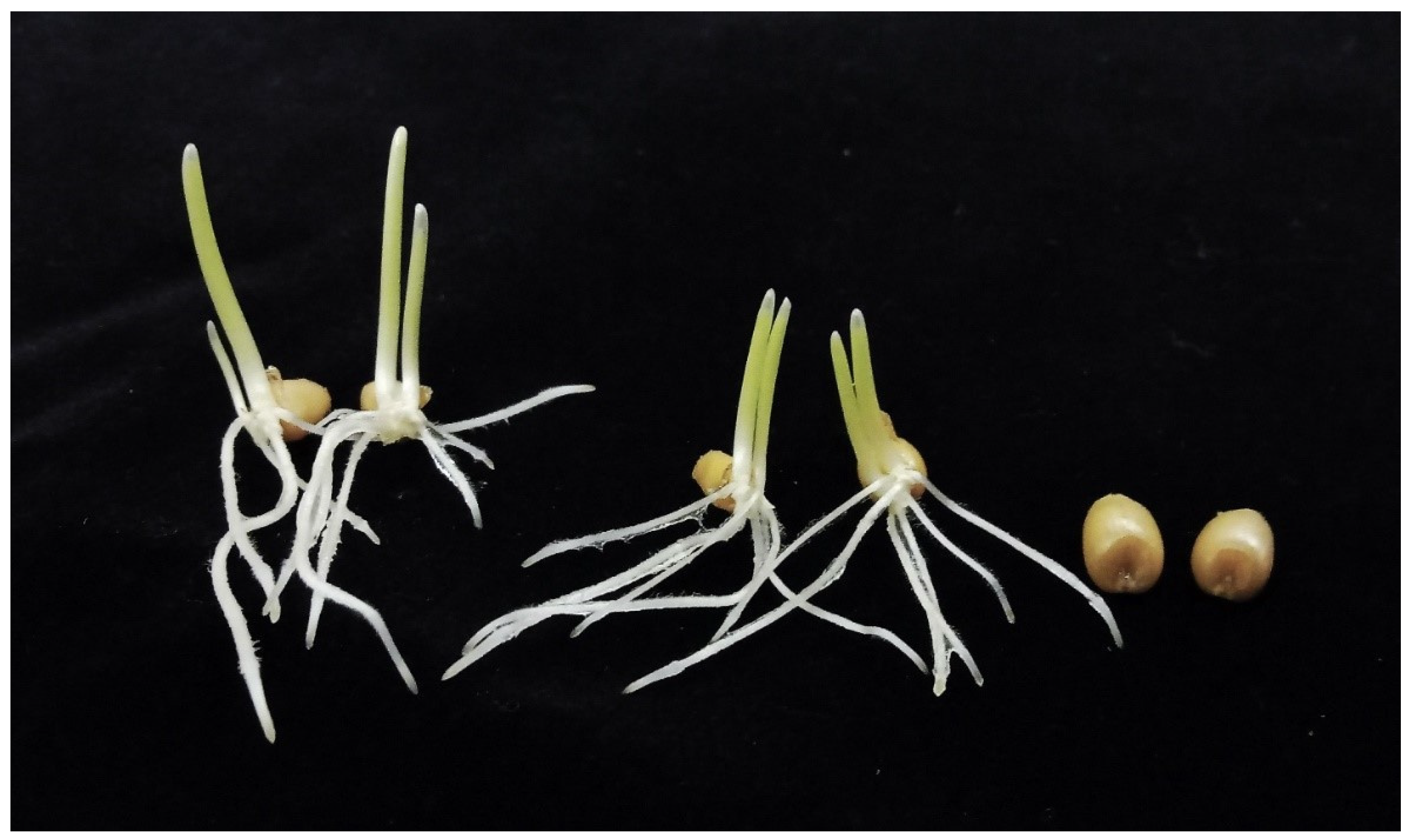 Genes 15 00855 g004 Genes 15 00855 g004