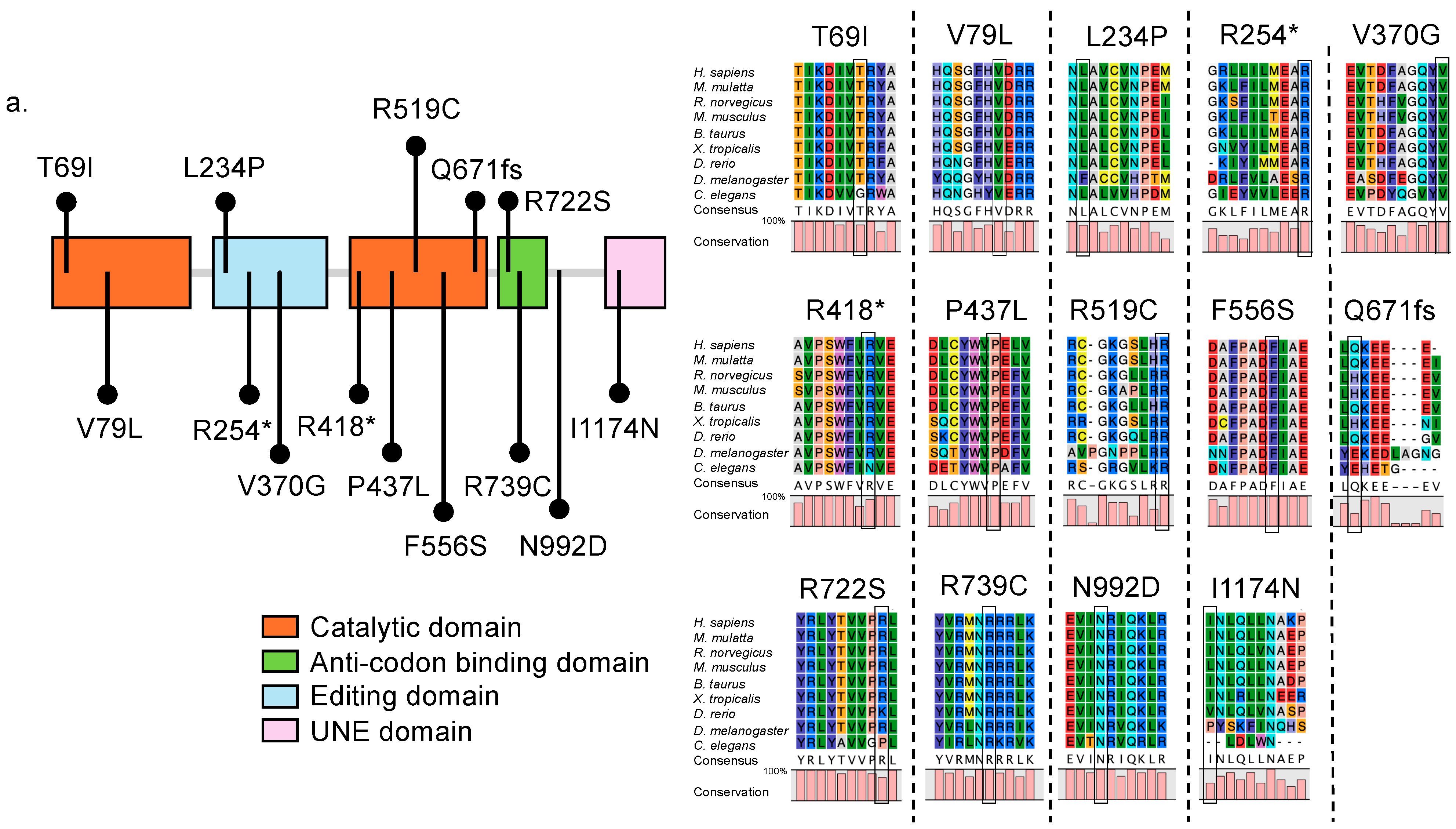 Genes 15 00894 g001a