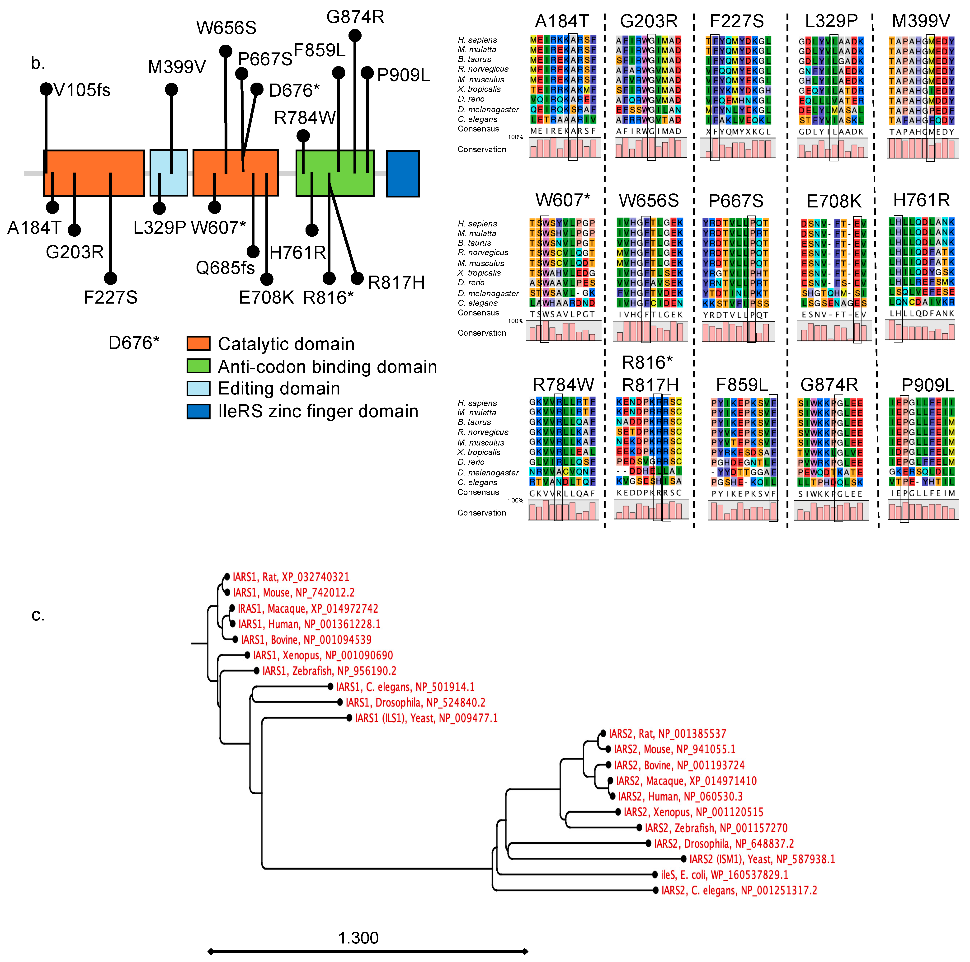 Genes 15 00894 g001b