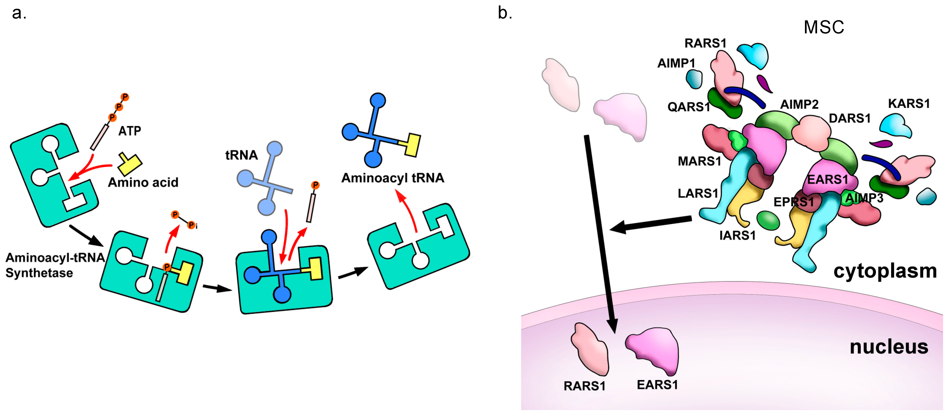 Genes 15 00894 g002