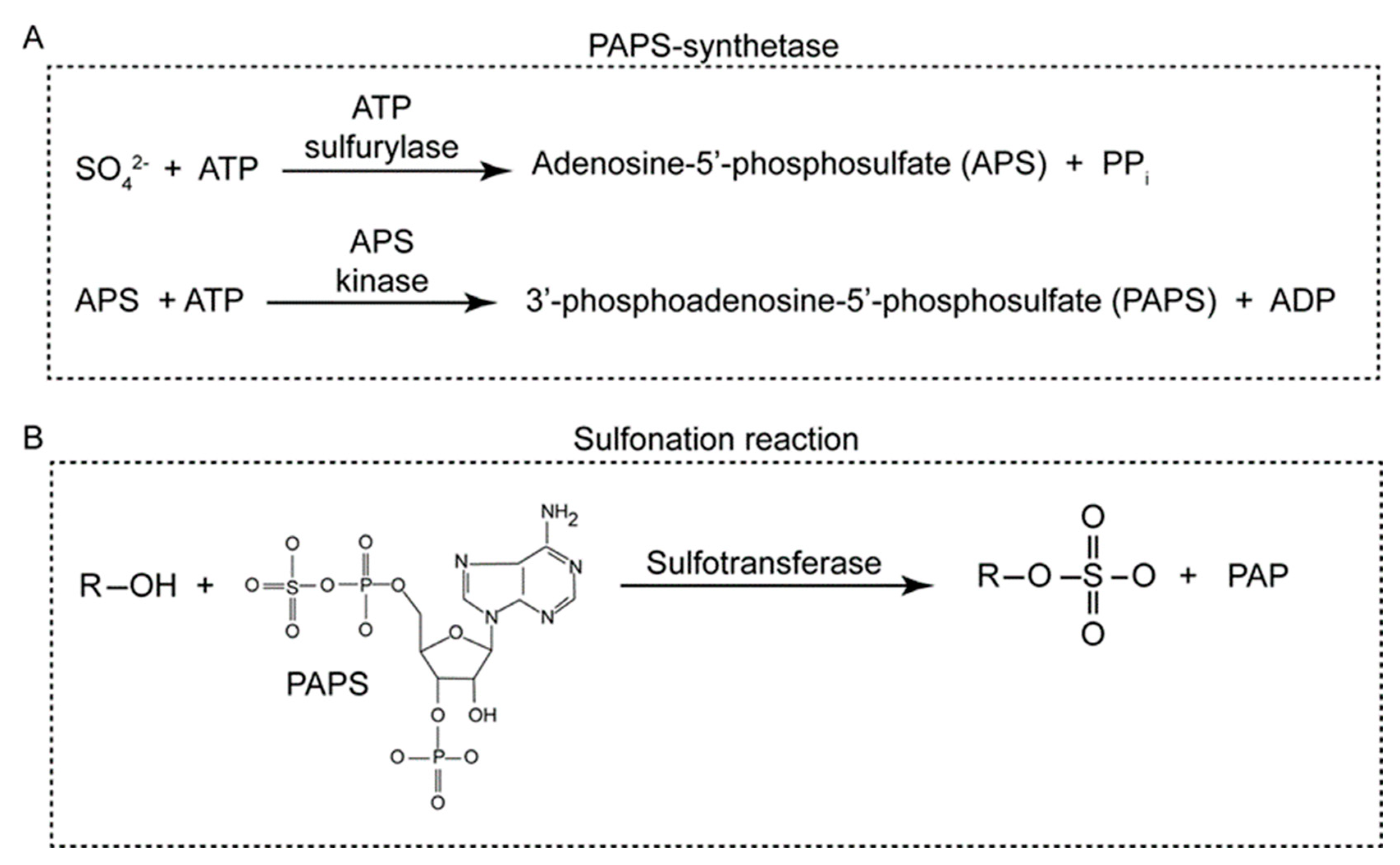 Genes 15 00914 g001 Genes 15 00914 g001