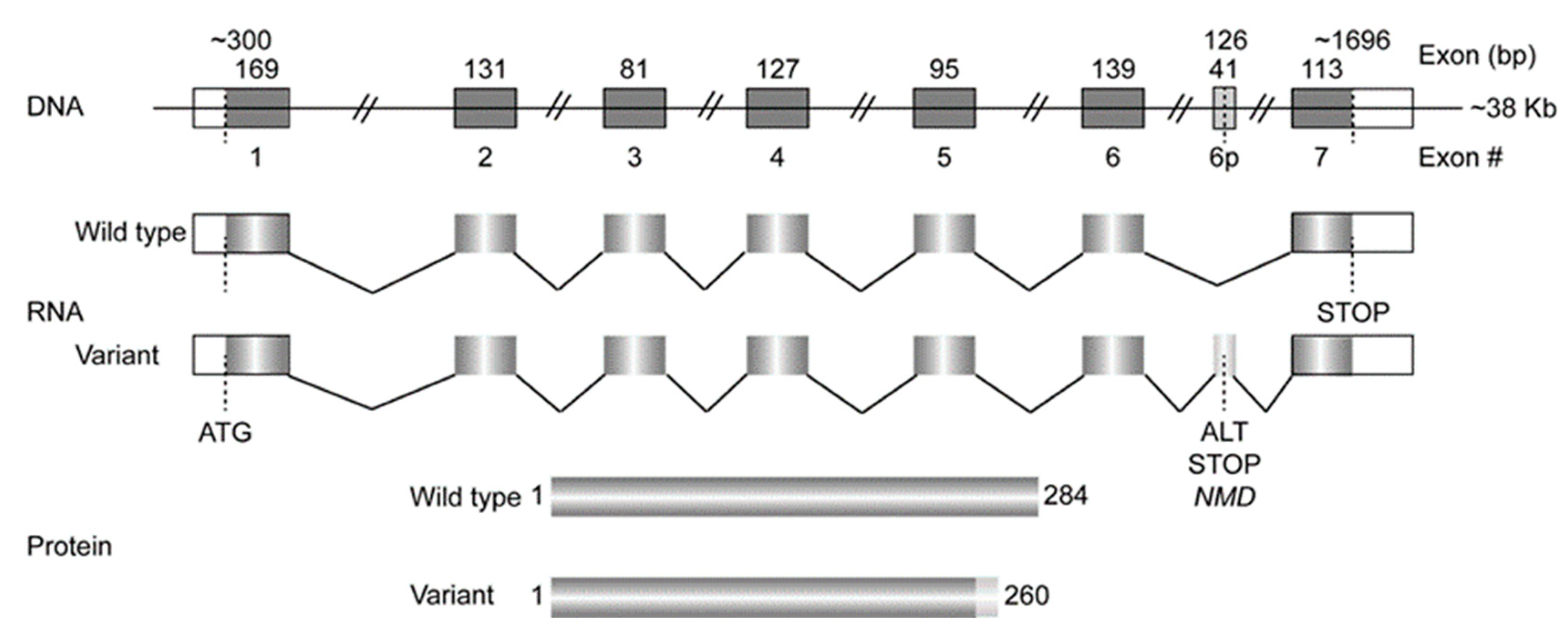 Genes 15 00914 g002 Genes 15 00914 g002