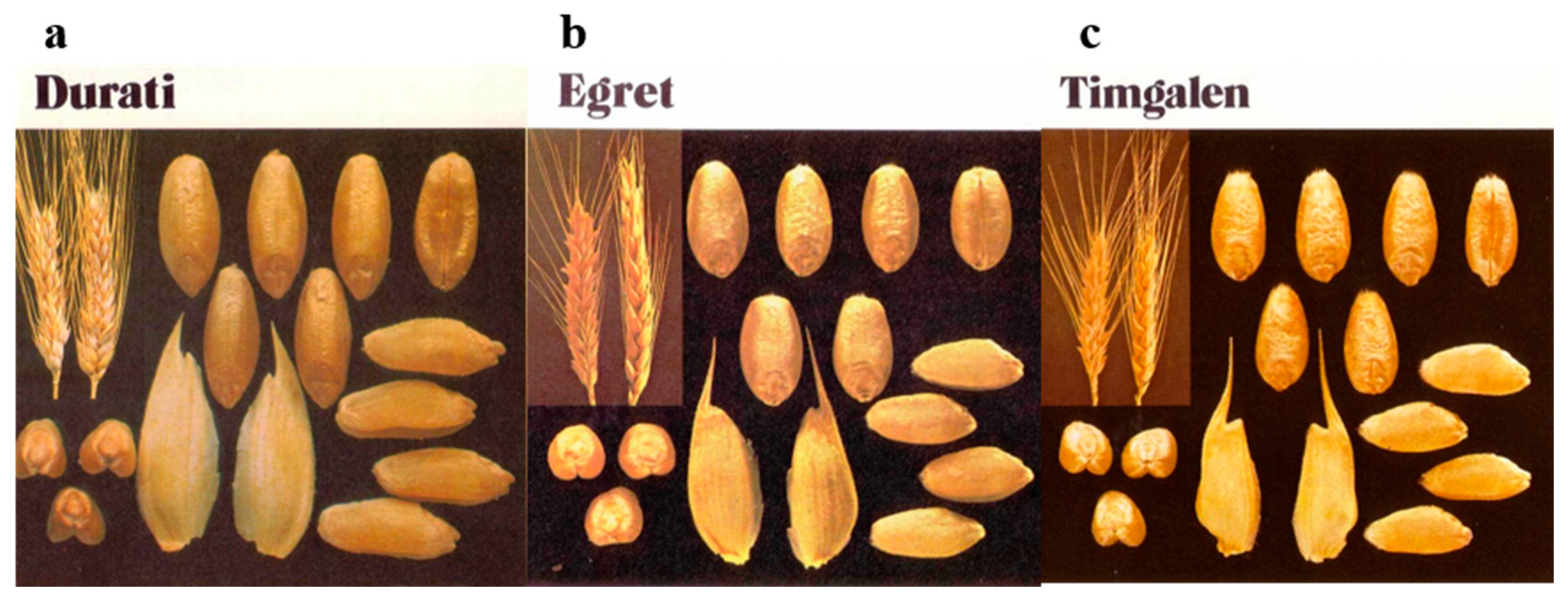 Genes 15 00927 g001 Genes 15 00927 g001