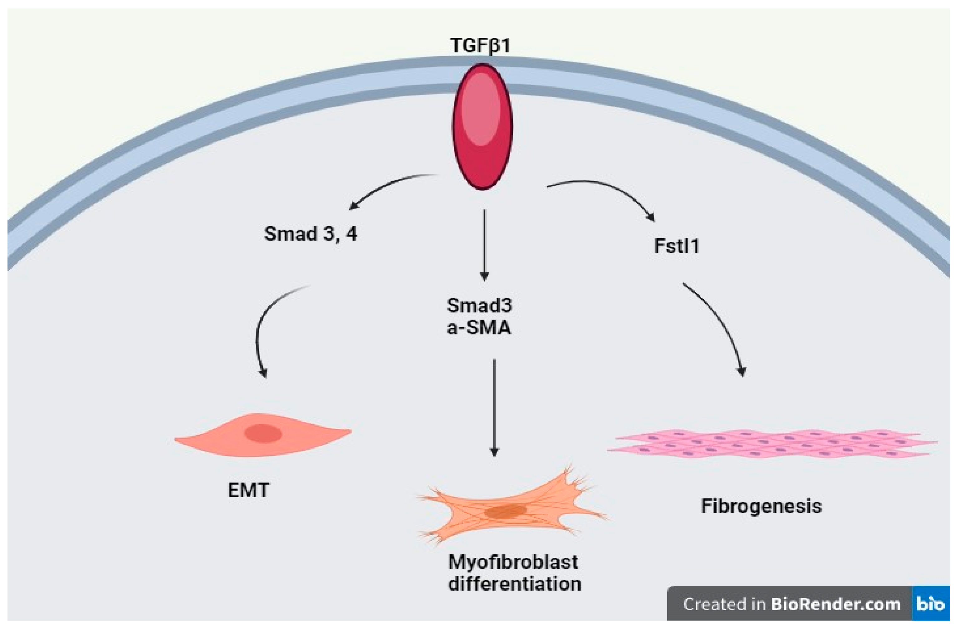 Genes 15 00934 g002 Genes 15 00934 g002