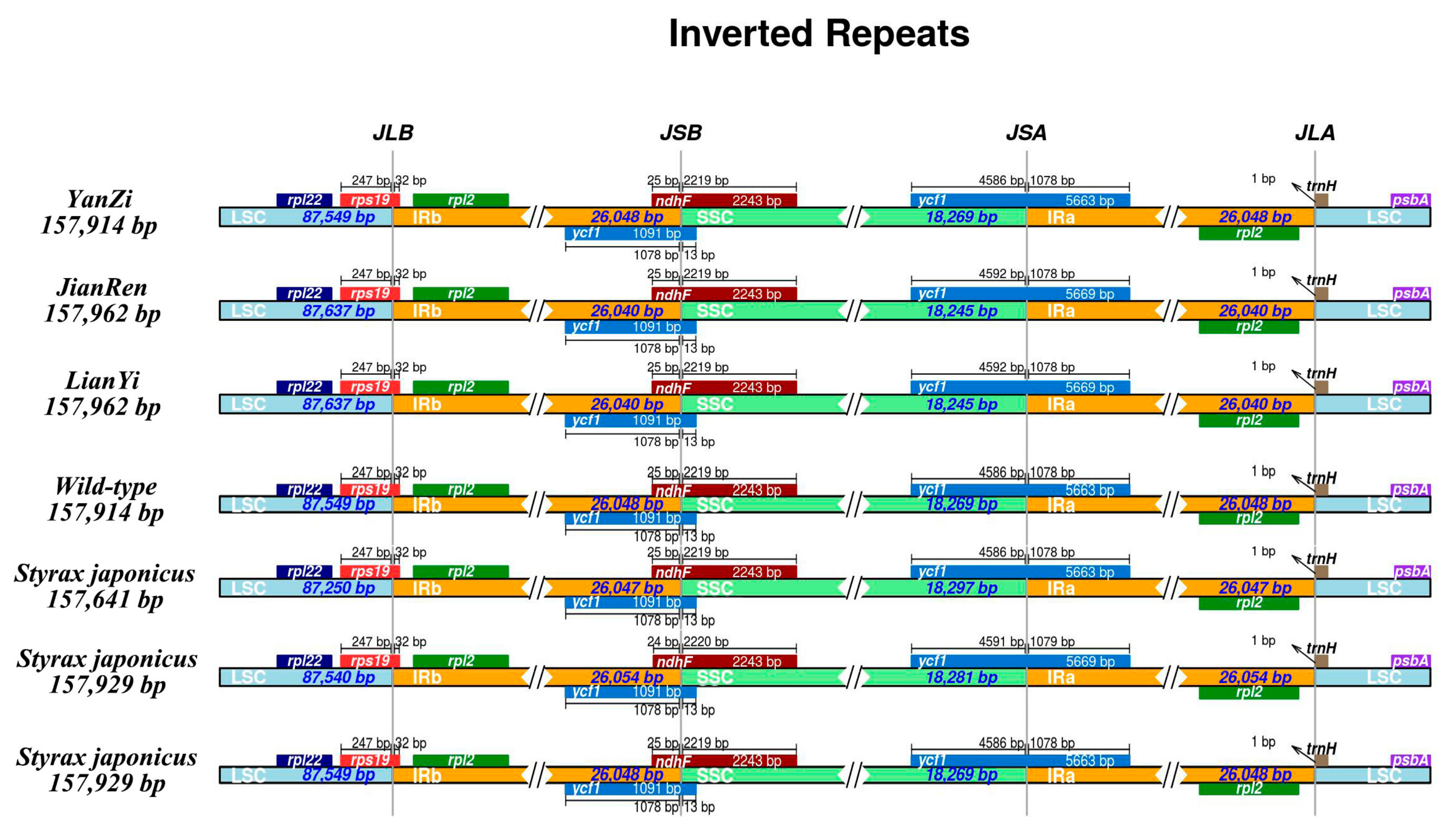 Genes 15 00940 g001