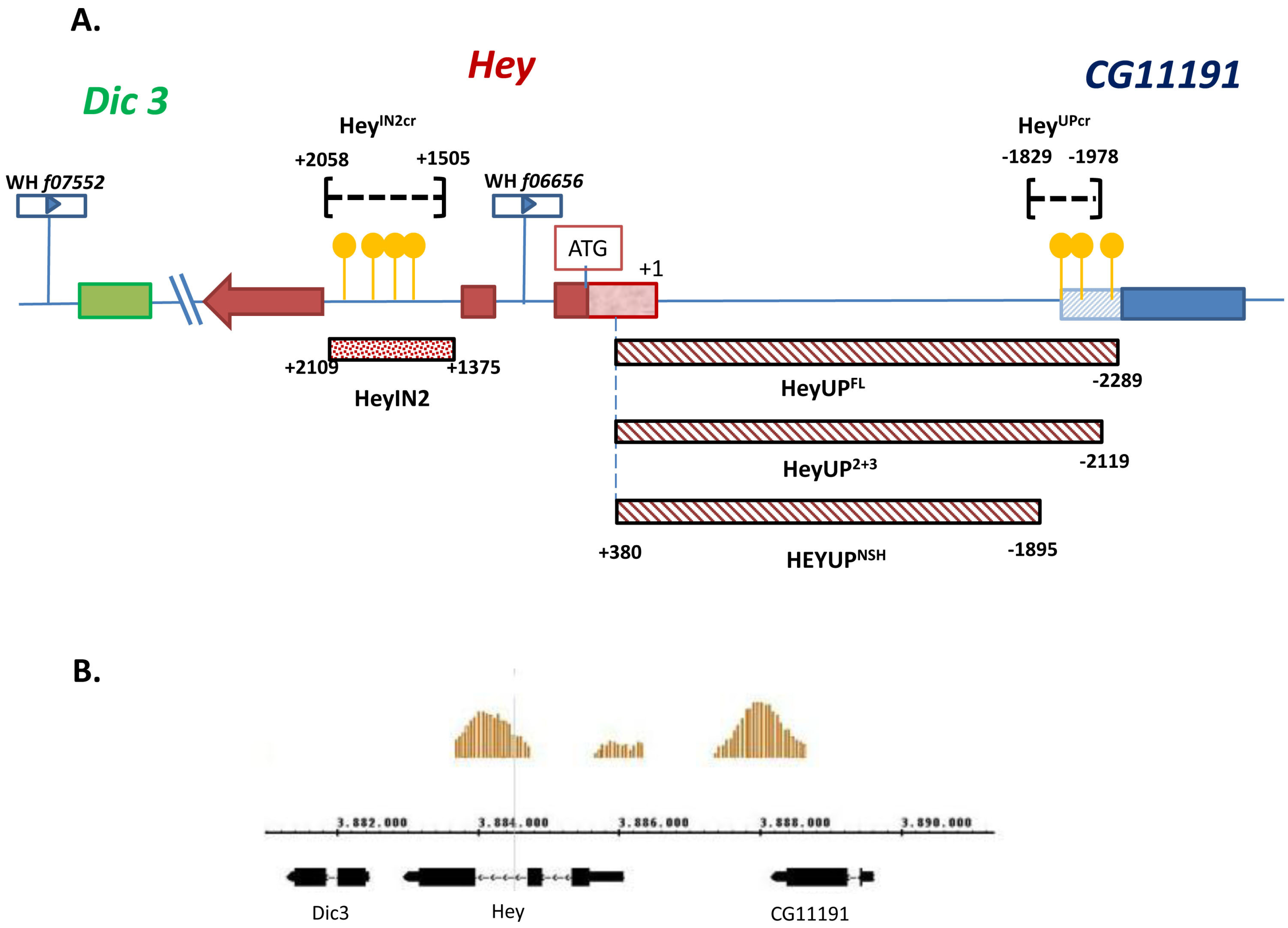 Genes 15 01071 g001 Genes 15 01071 g001